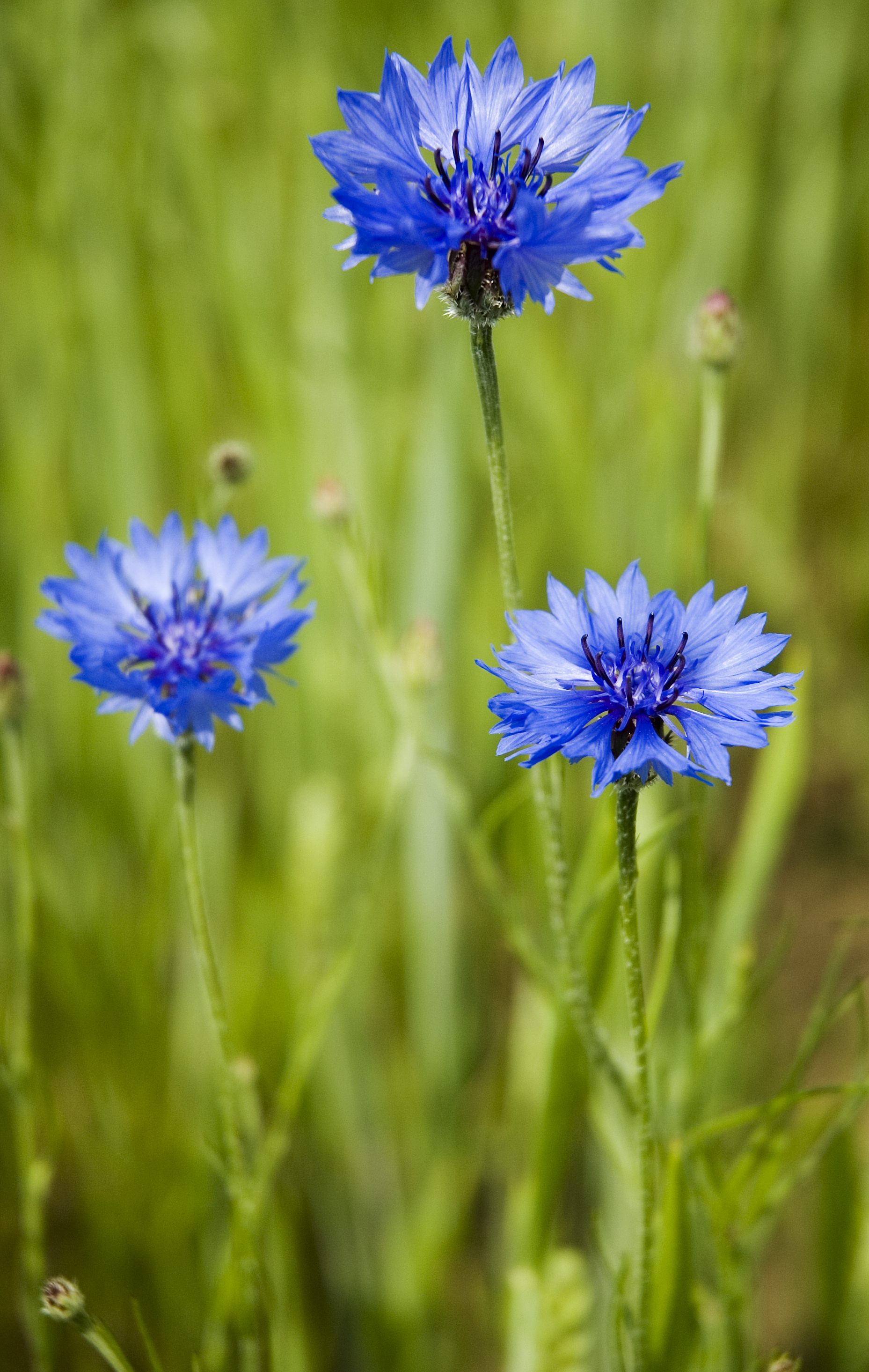 Cornflowers Centaurea cyanus