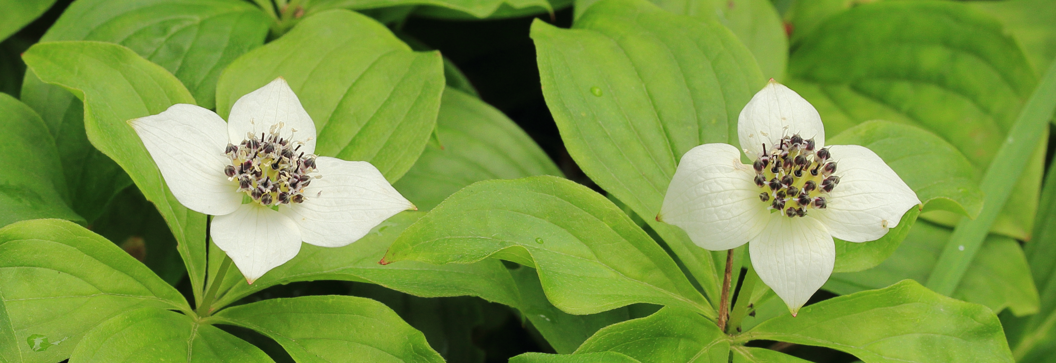 Cornus canadensis 02