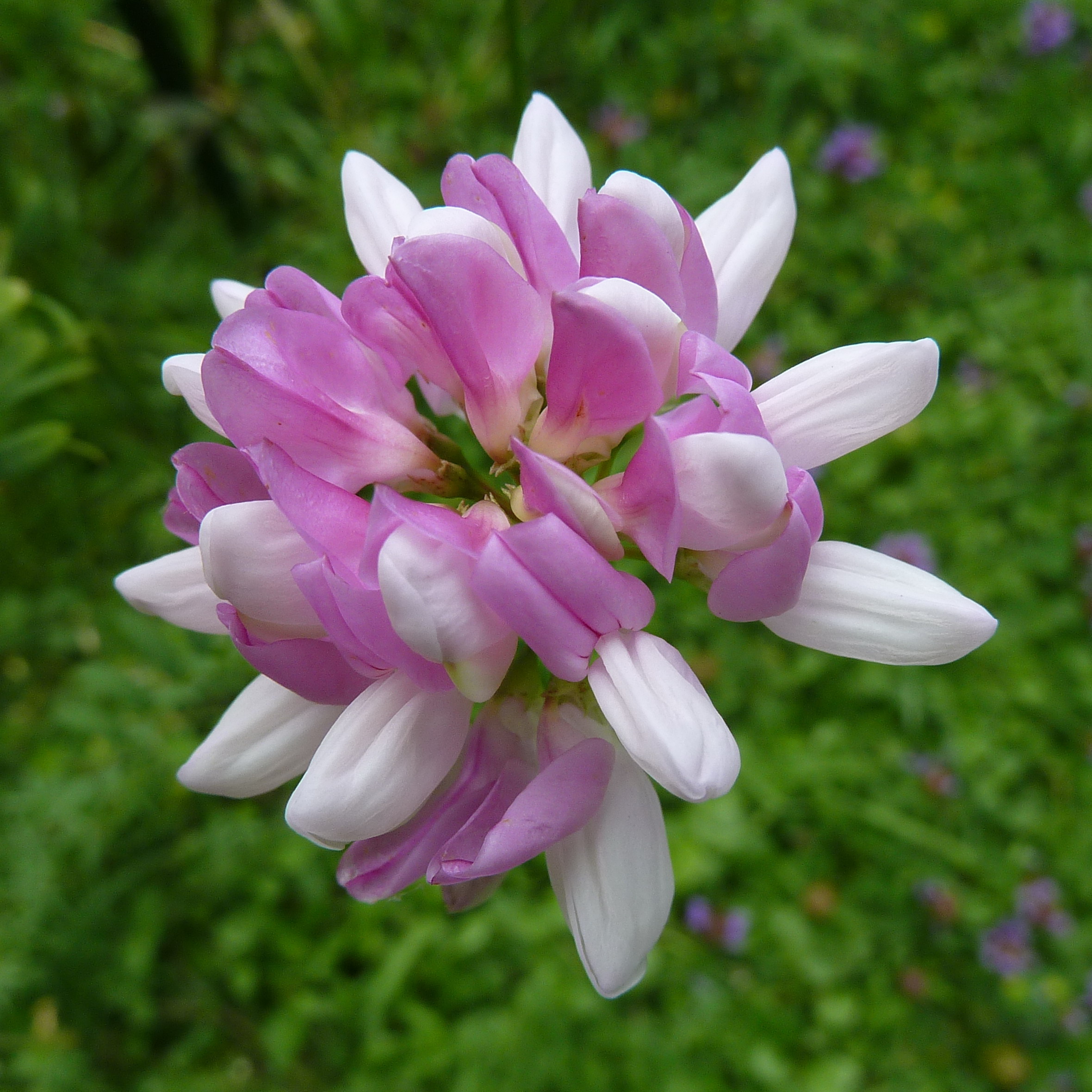 Coronilla varia