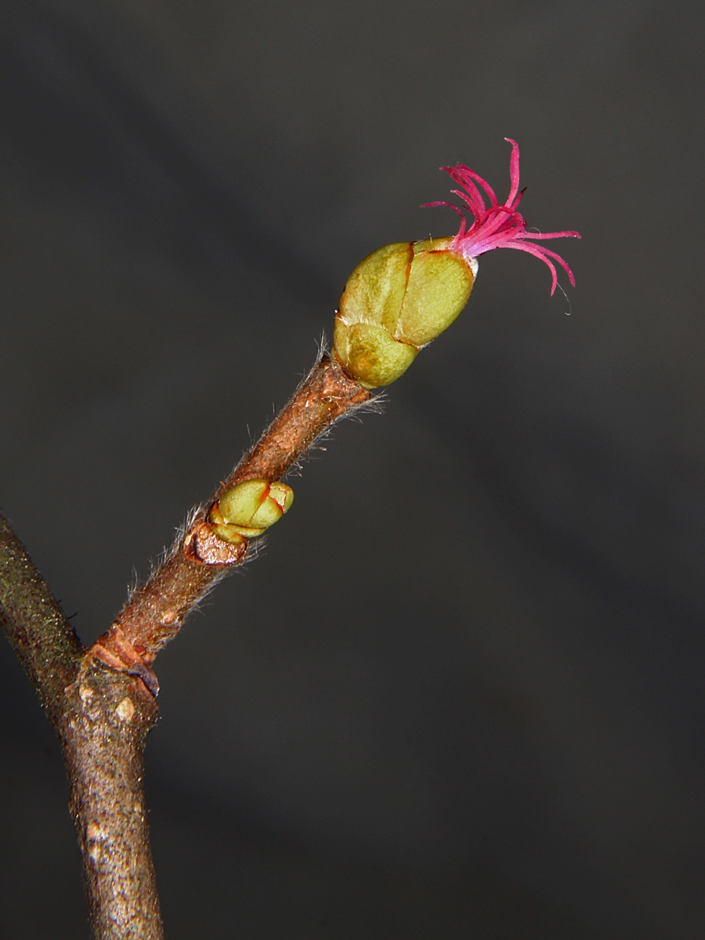 Corylus avellana 0007