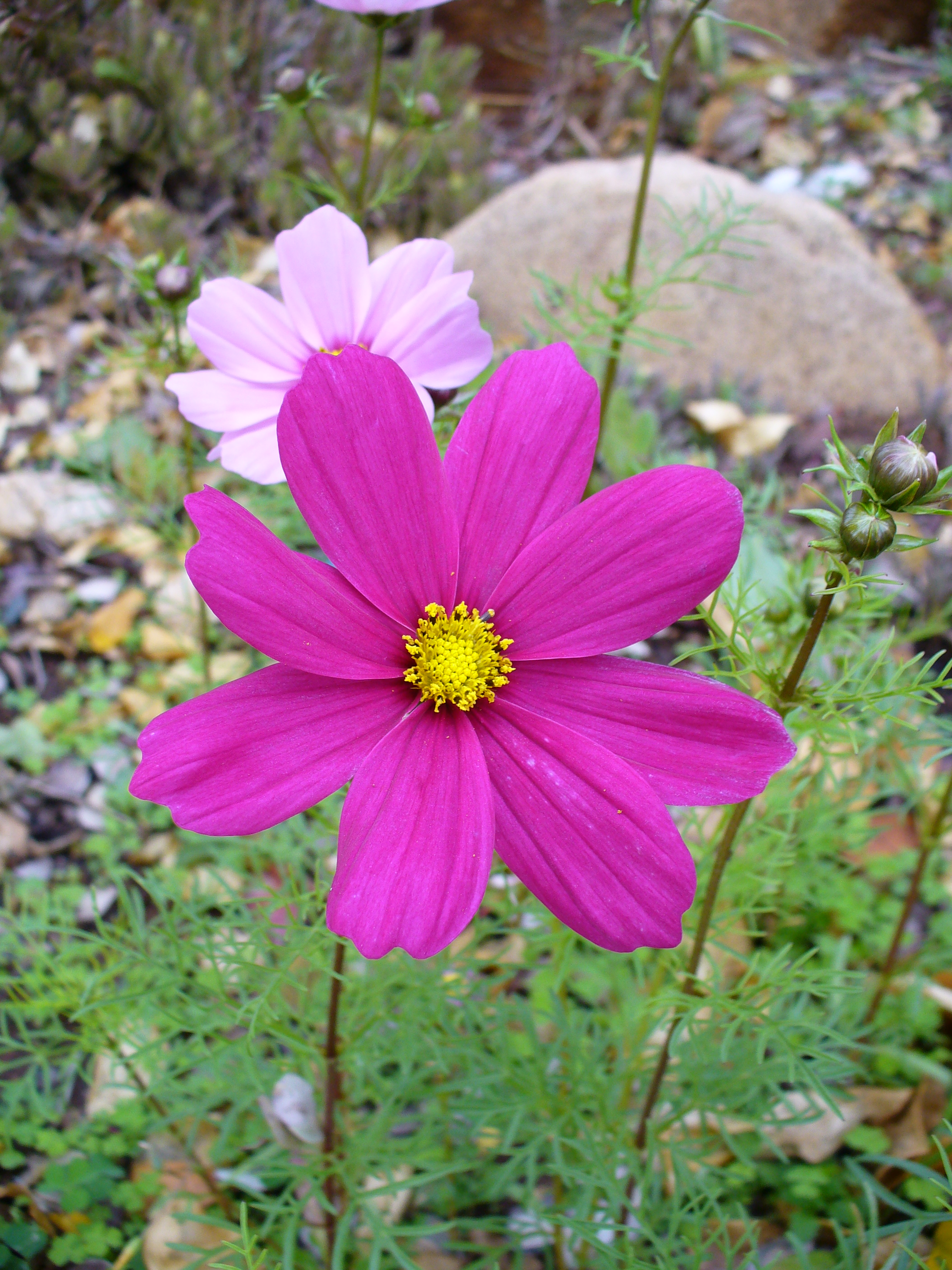 Cosmos 5