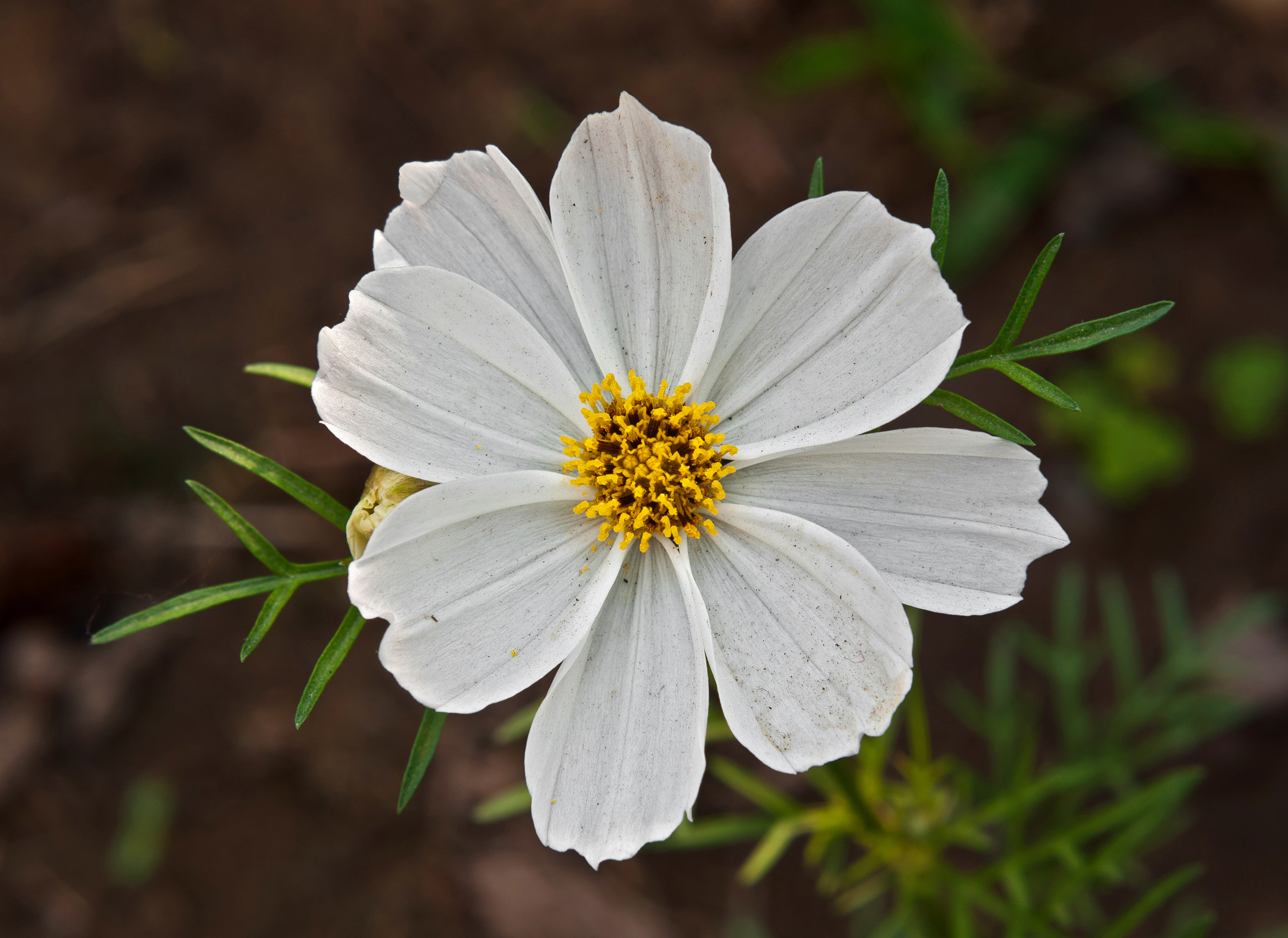 Cosmos bipinnatus, Burdwan, West Bengal, India 10 01 2013