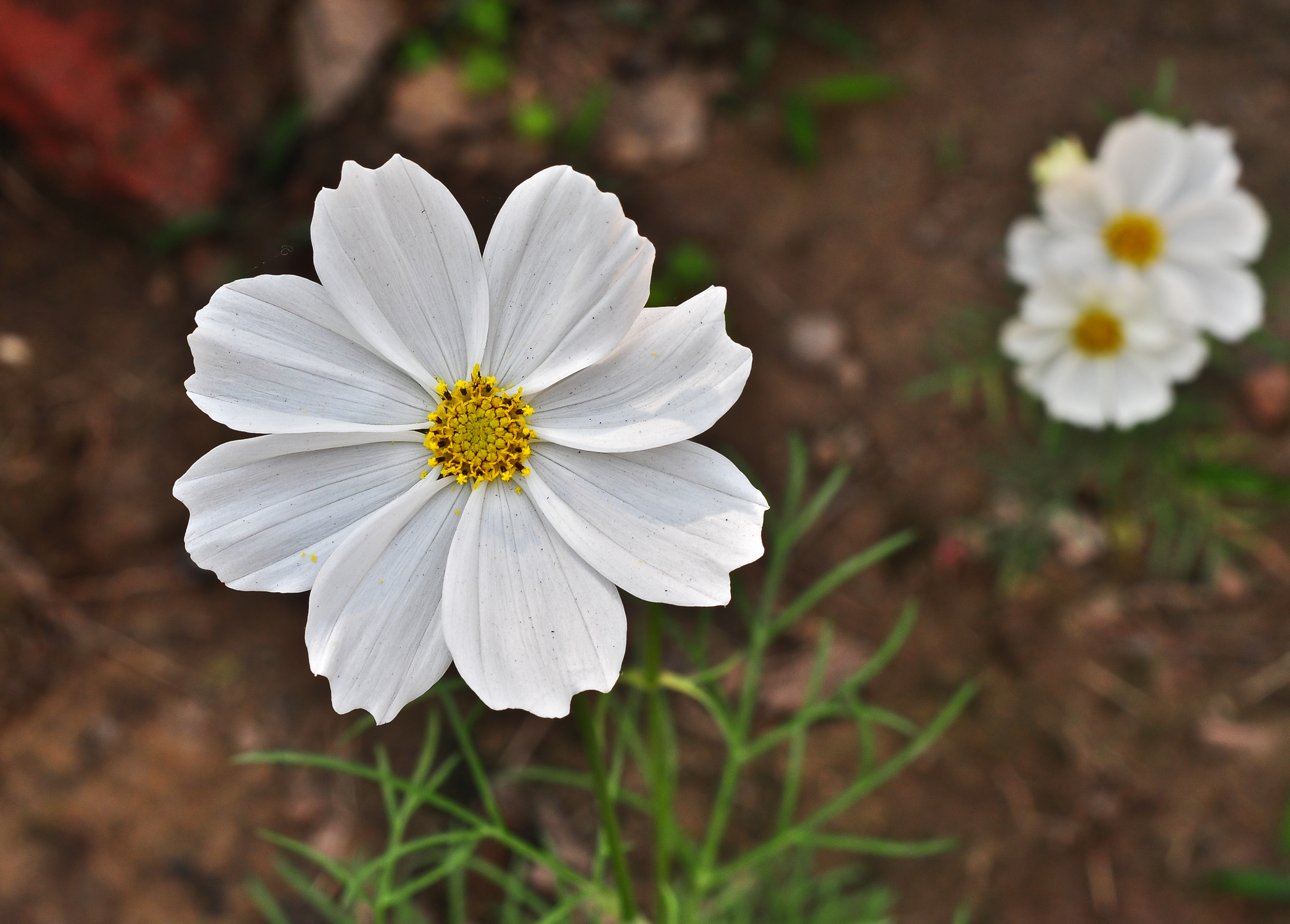 Cosmos bipinnatus, Burdwan, West Bengal, India 13 01 2013