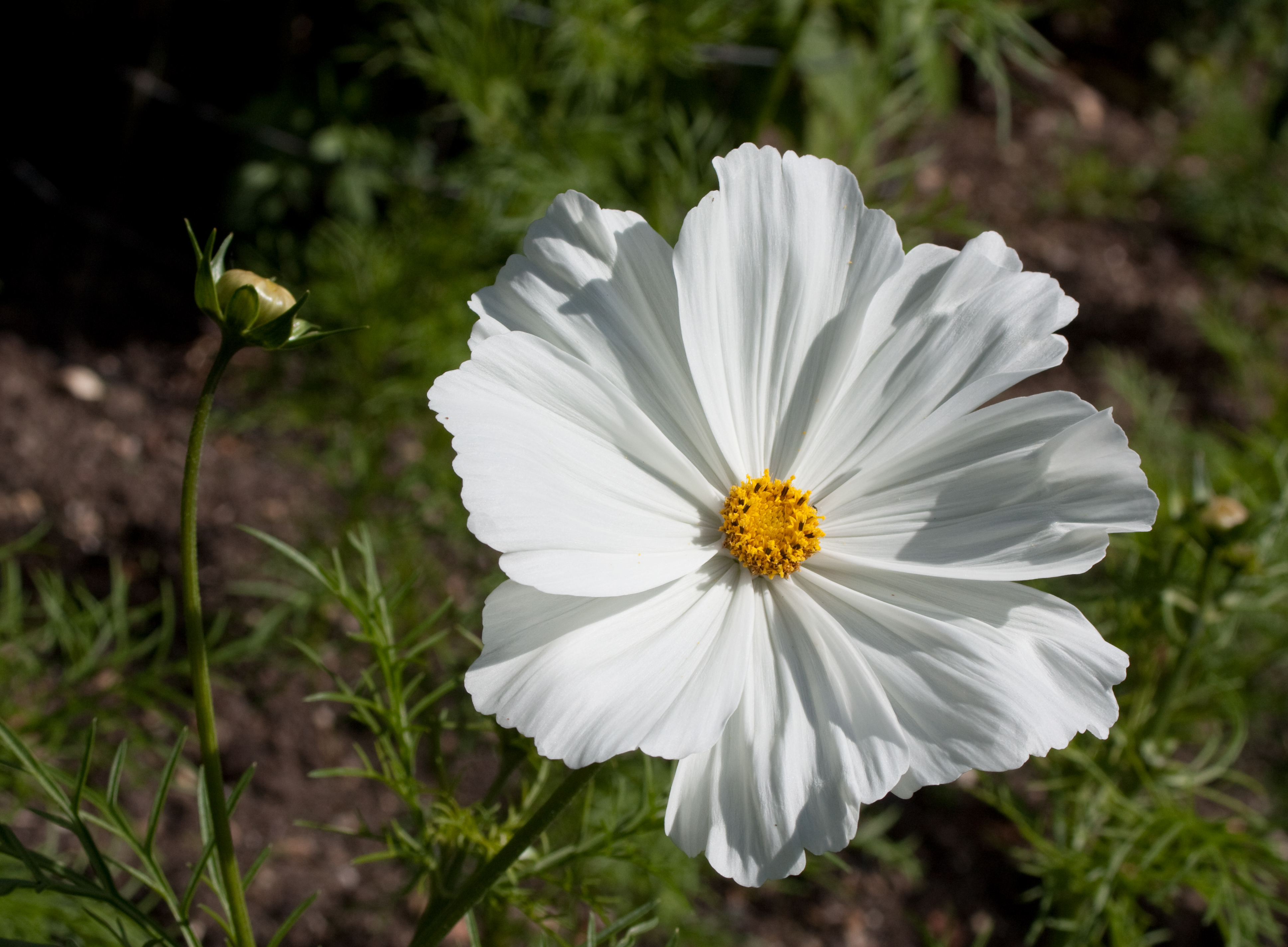 Cosmos bipinnatus 