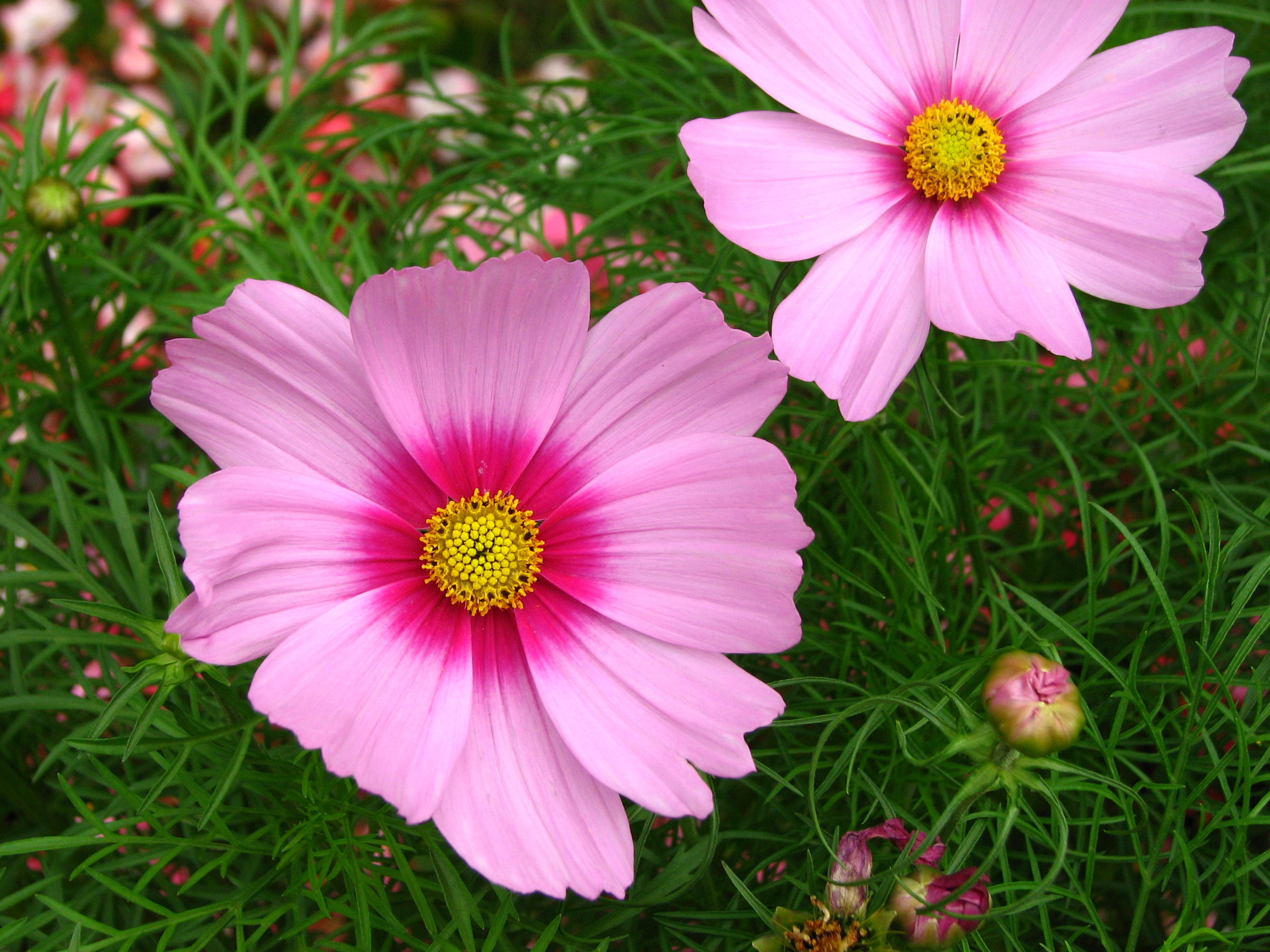 Cosmos bipinnatus pink 02