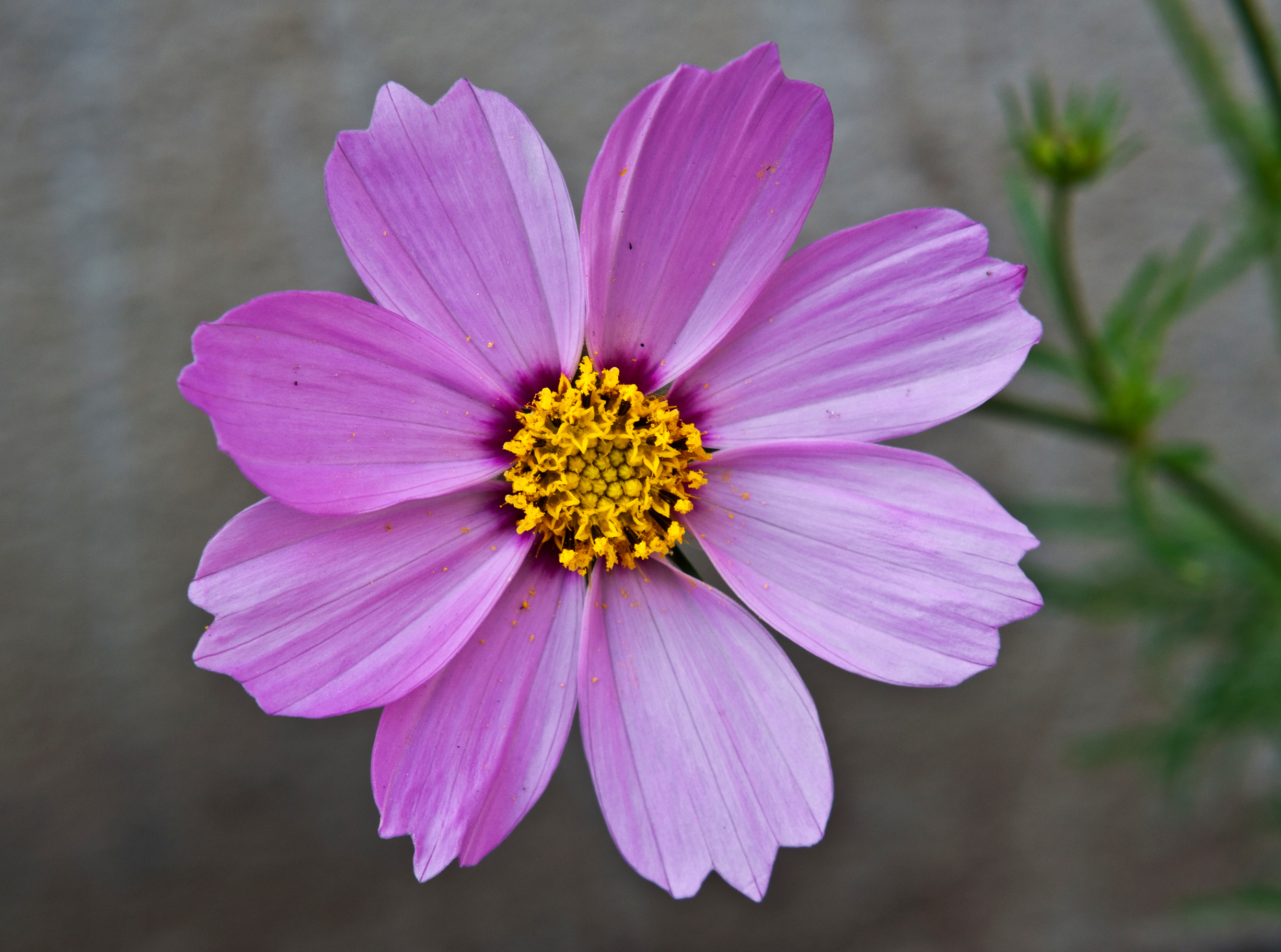 Cosmos bipinnatus pink, Burdwan, West Bengal, India 10 01 2013