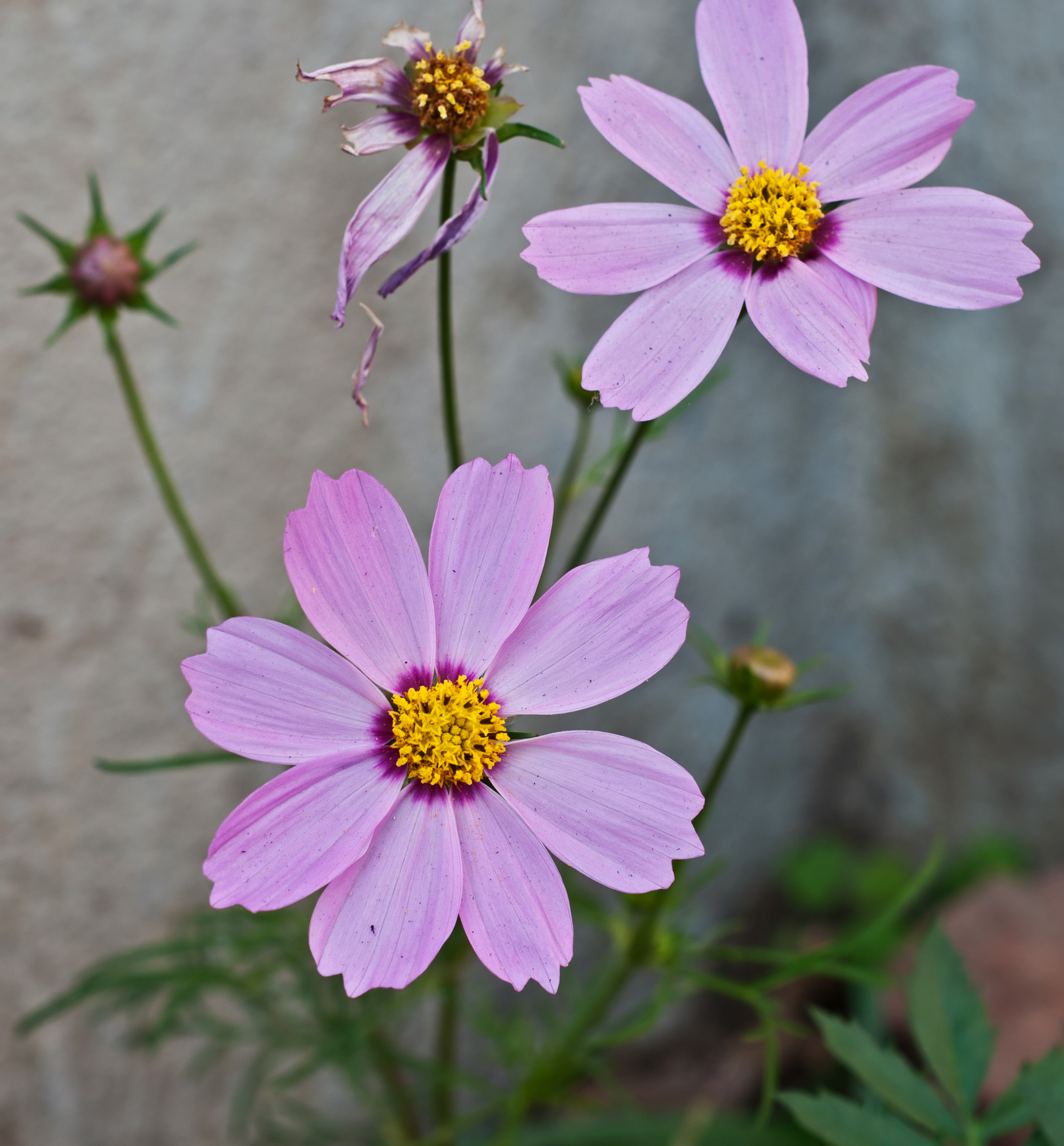Cosmos bipinnatus pink, Burdwan, West Bengal, India 11 01 2013