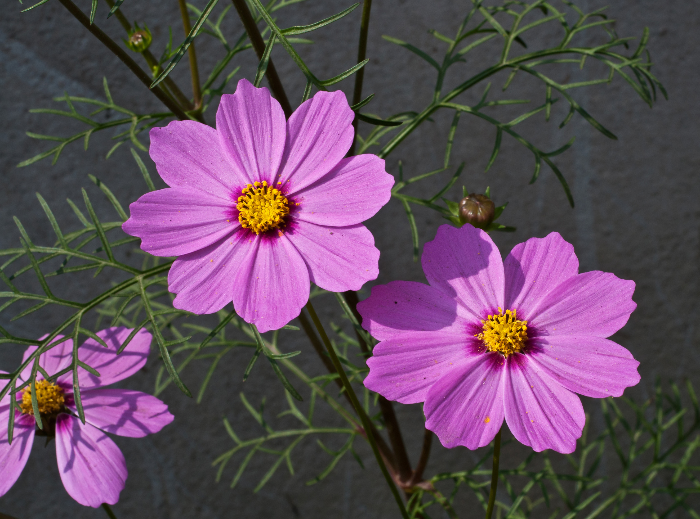 Cosmos bipinnatus pink, Burdwan, West Bengal, India 31 01 2013