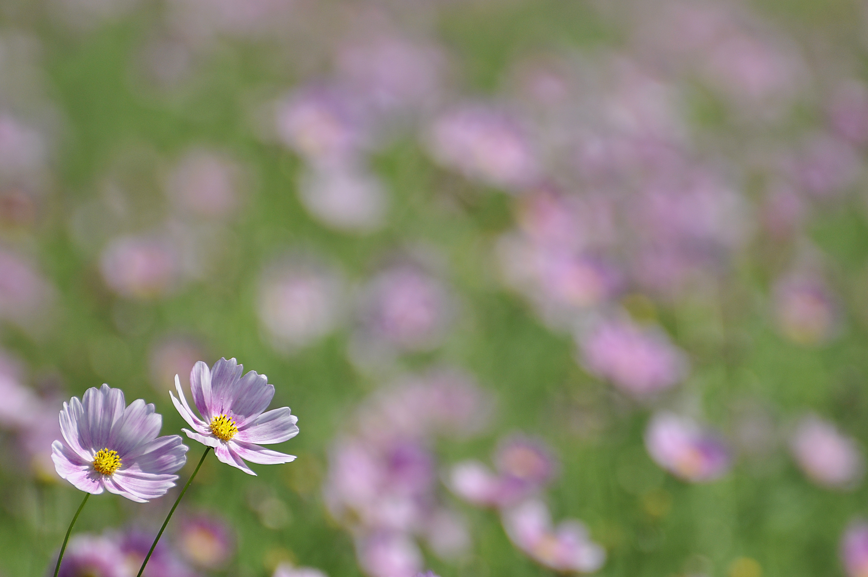 Cosmos in Showa Memorial Park