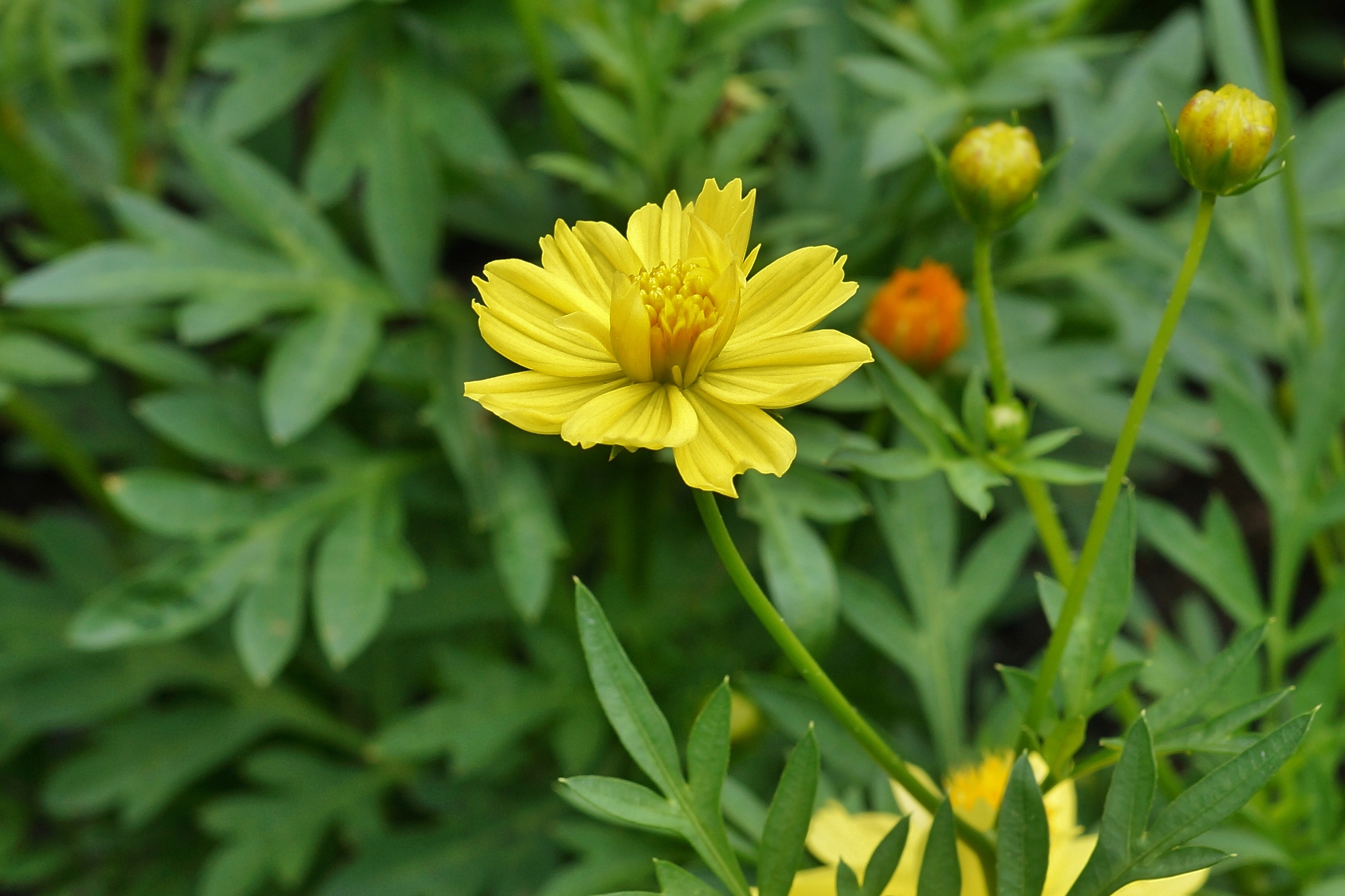 Cosmos sulphureus 02