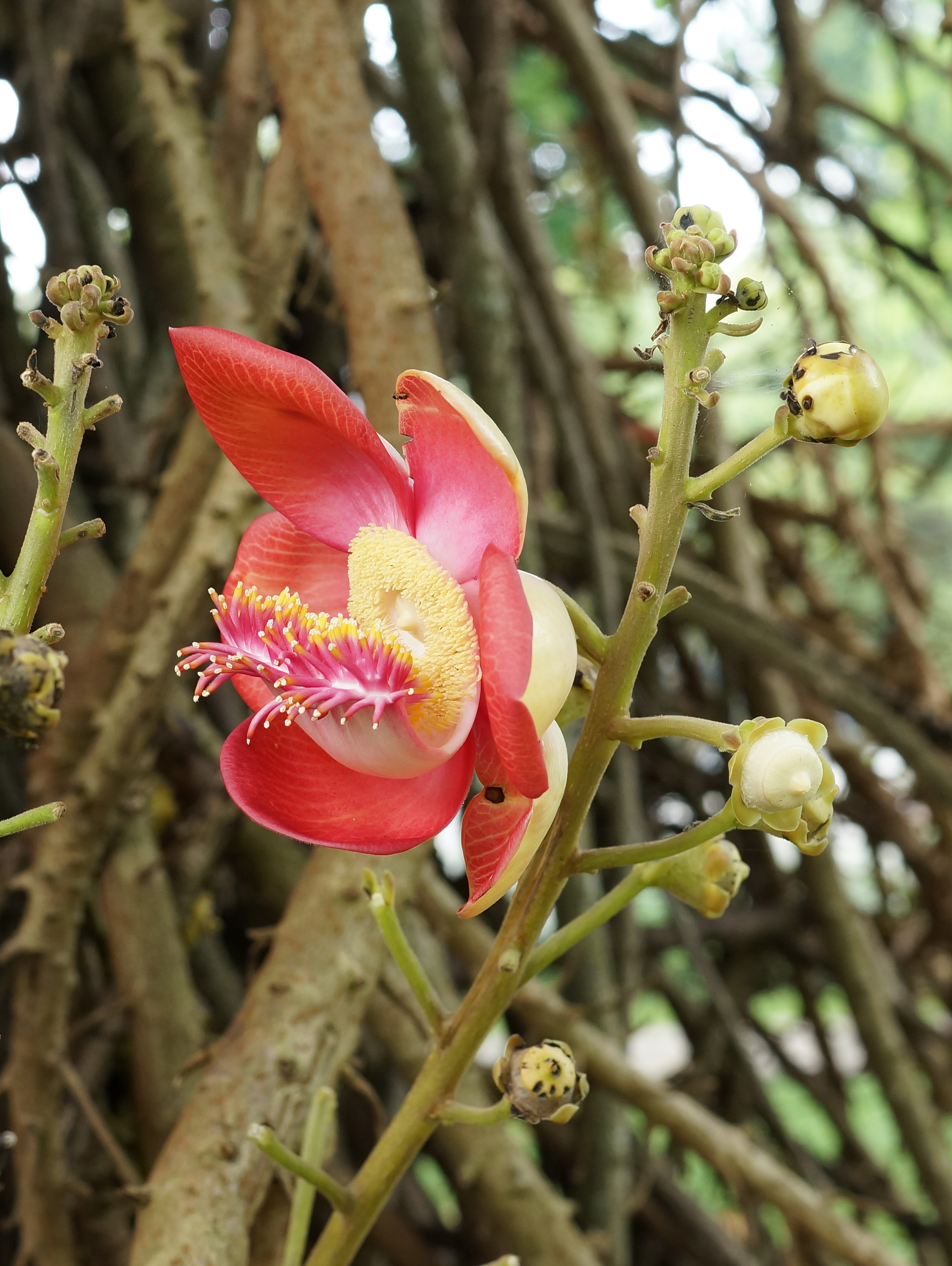 Couroupita guianensis 01