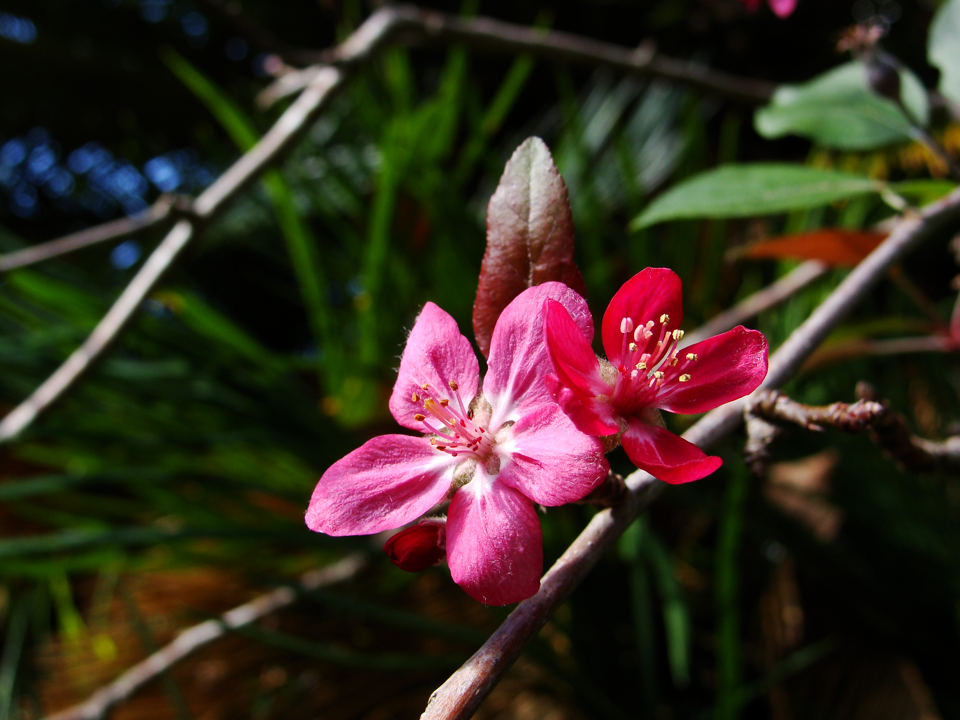 Crab apple flower