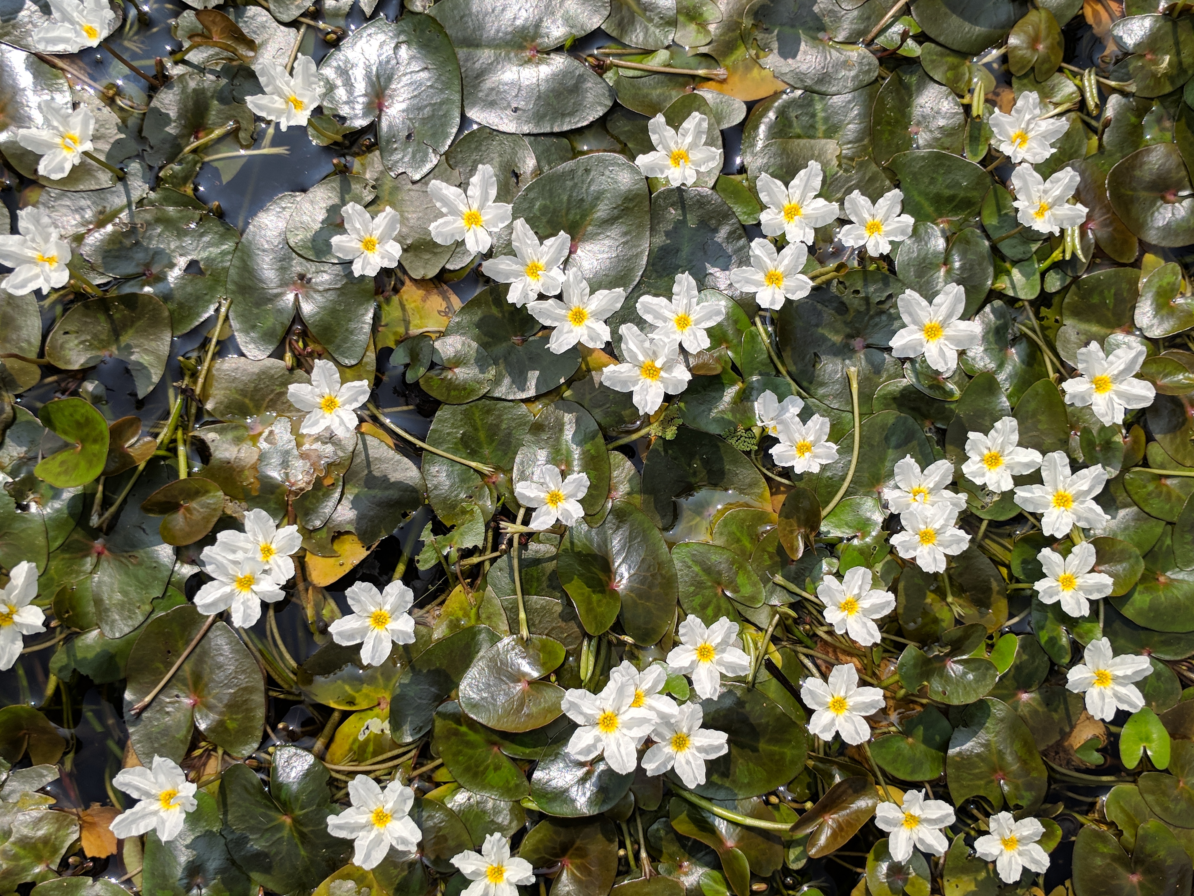 Crested floatingheart (Nymphoides hydrophylla ) 20181125 130817