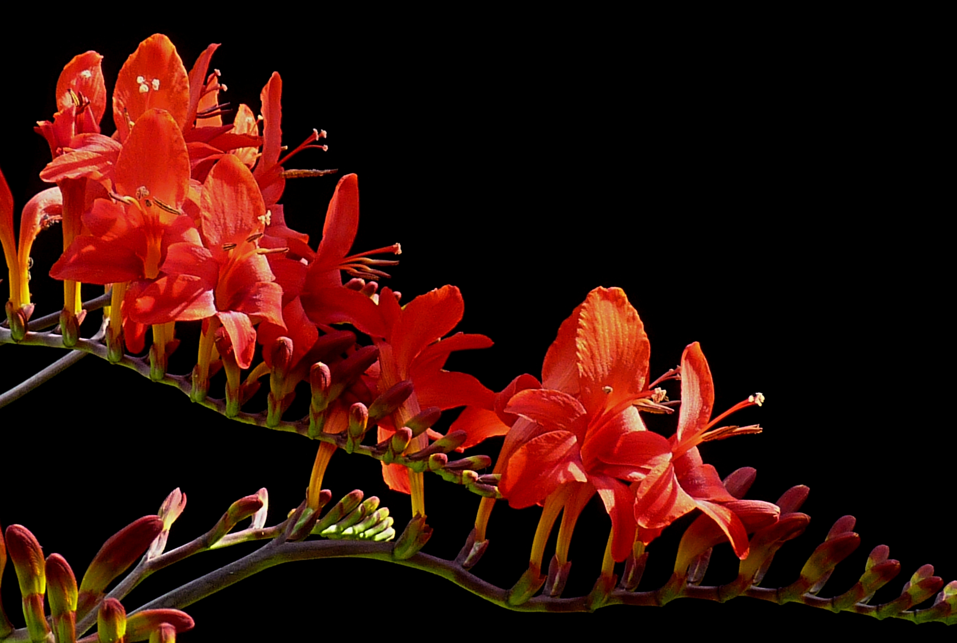Crocosmia 'Lucifer' J1