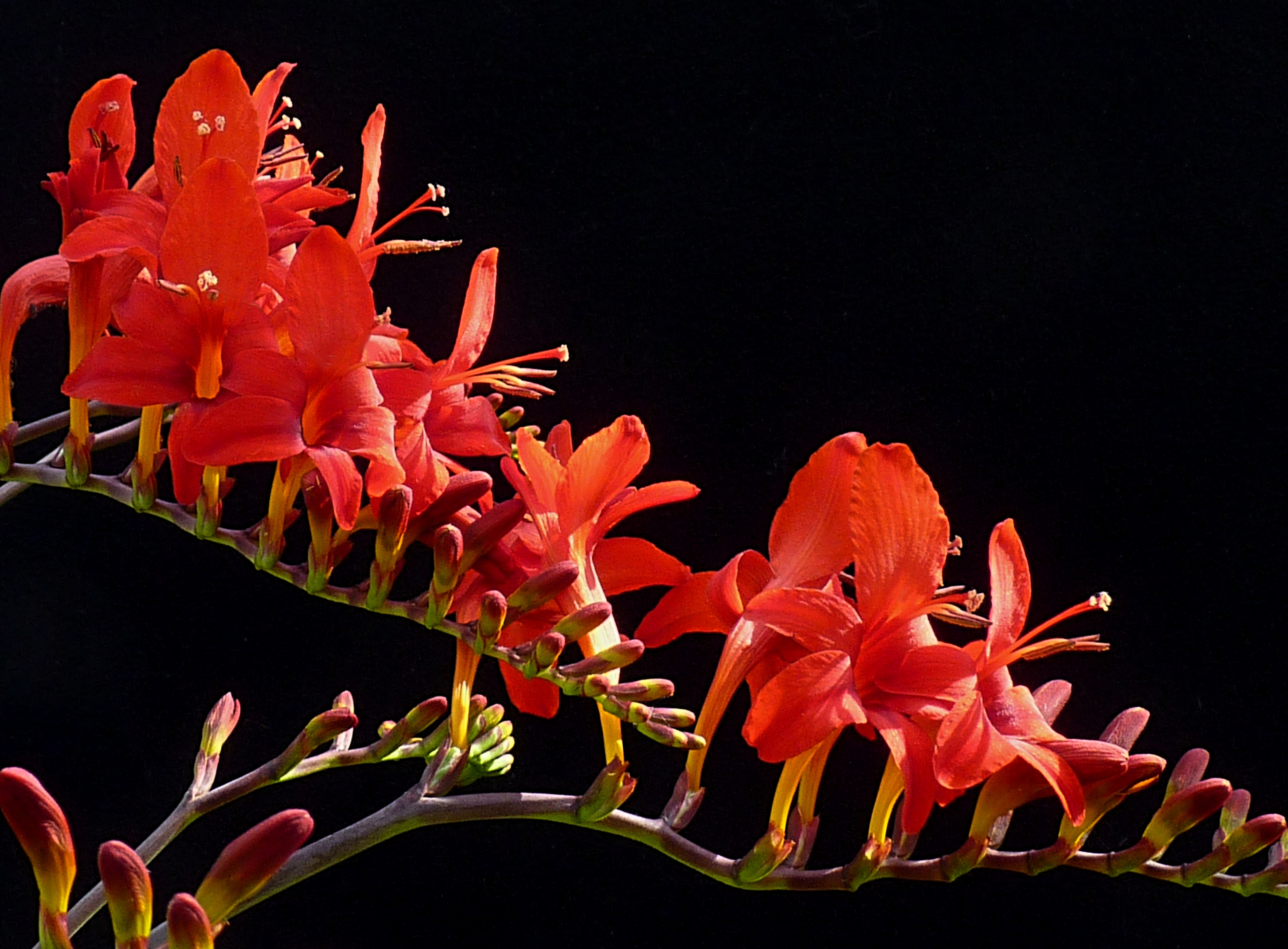 Crocosmia 'Lucifer' J2