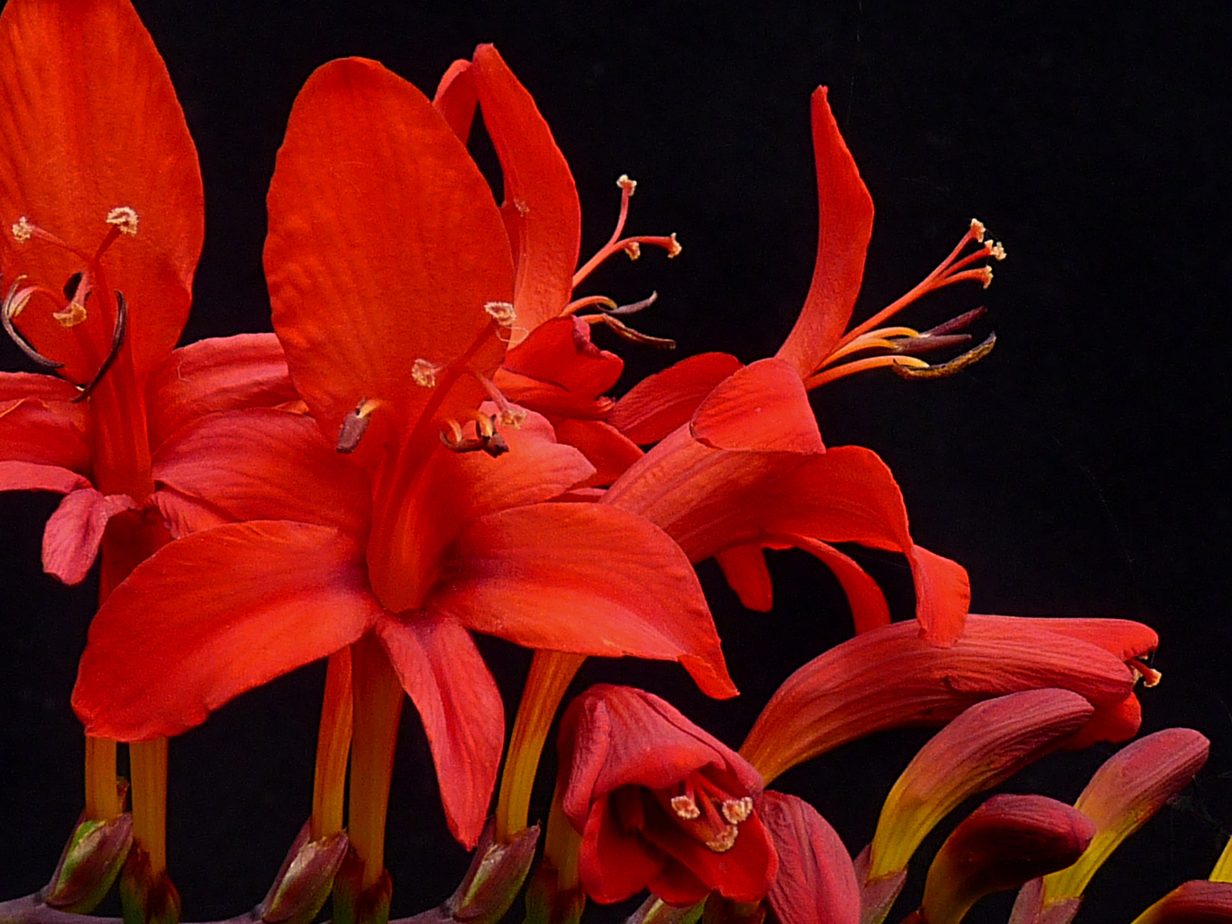 Crocosmia 'Lucifer' J5