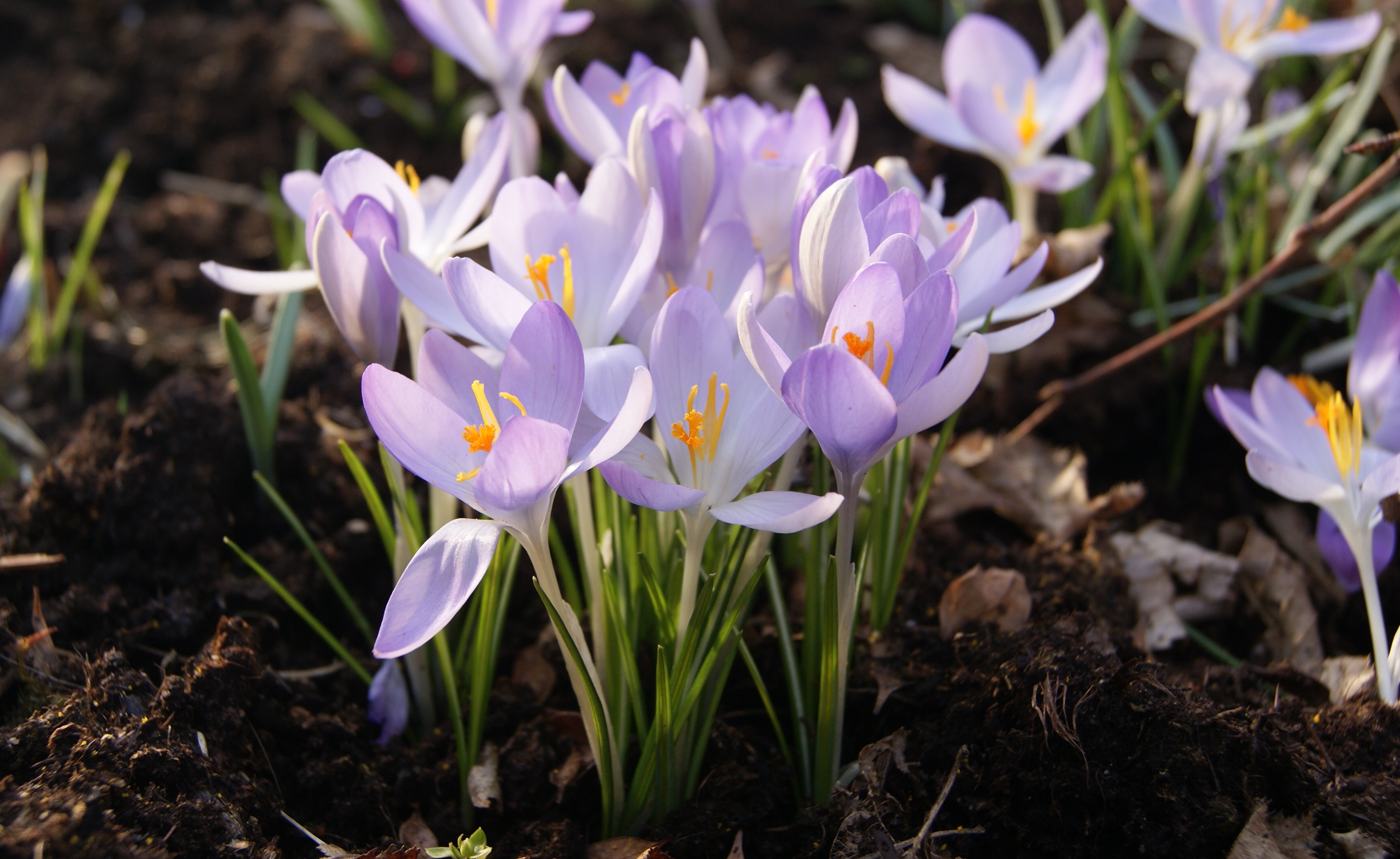 Crocus-sp.-852
