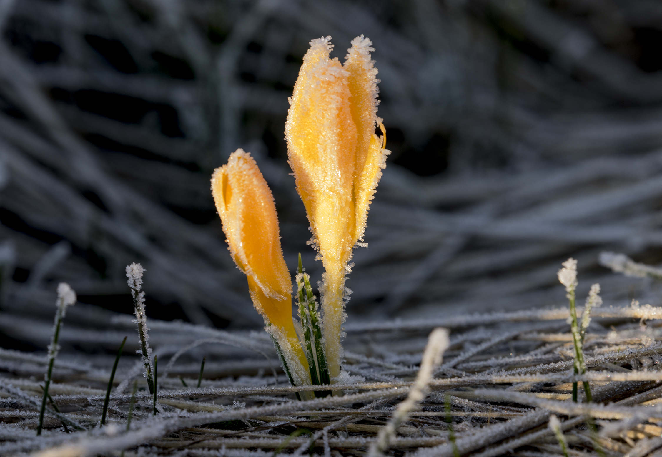 Crocus - Çiğdem 03