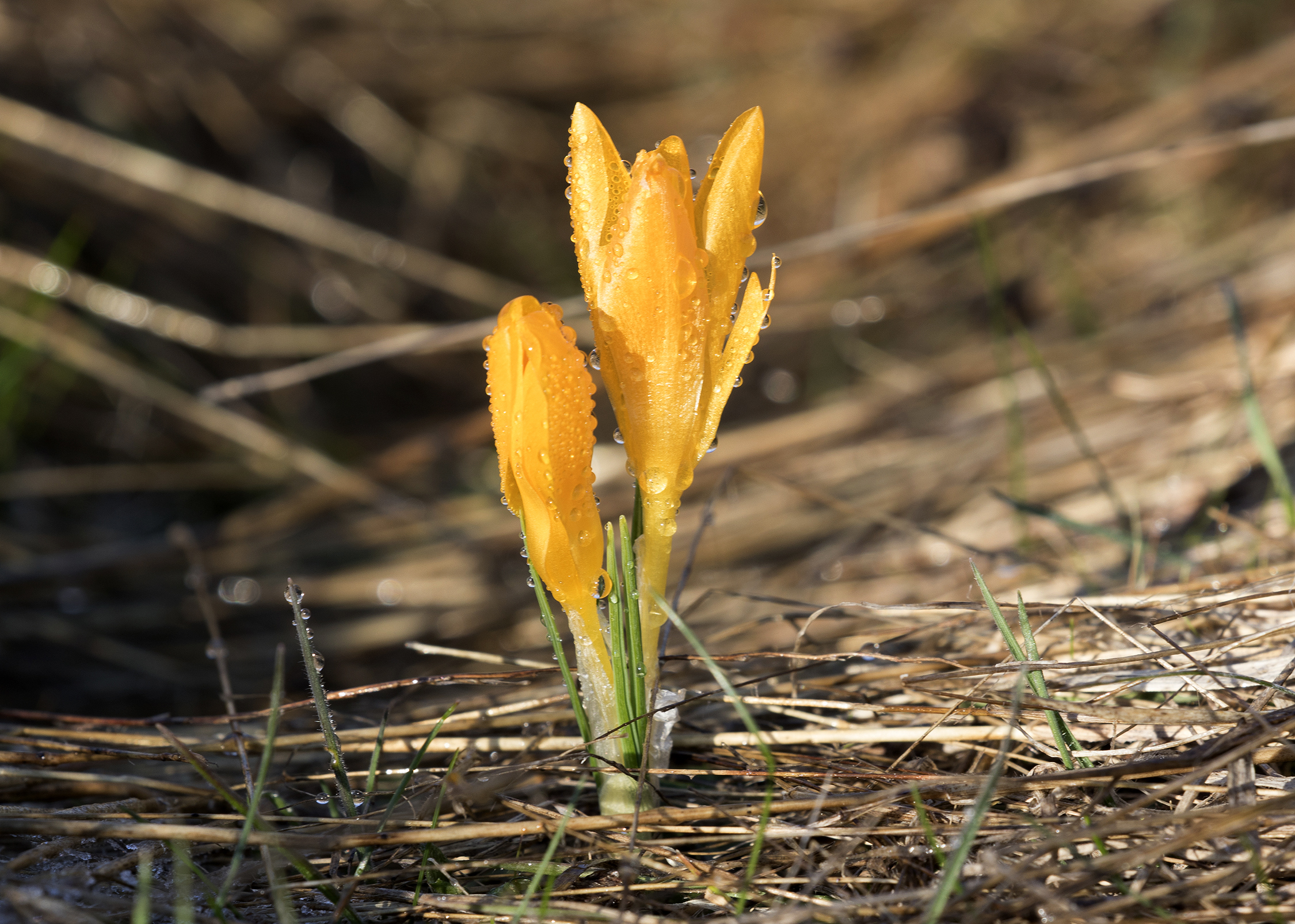 Crocus - Çiğdem 04