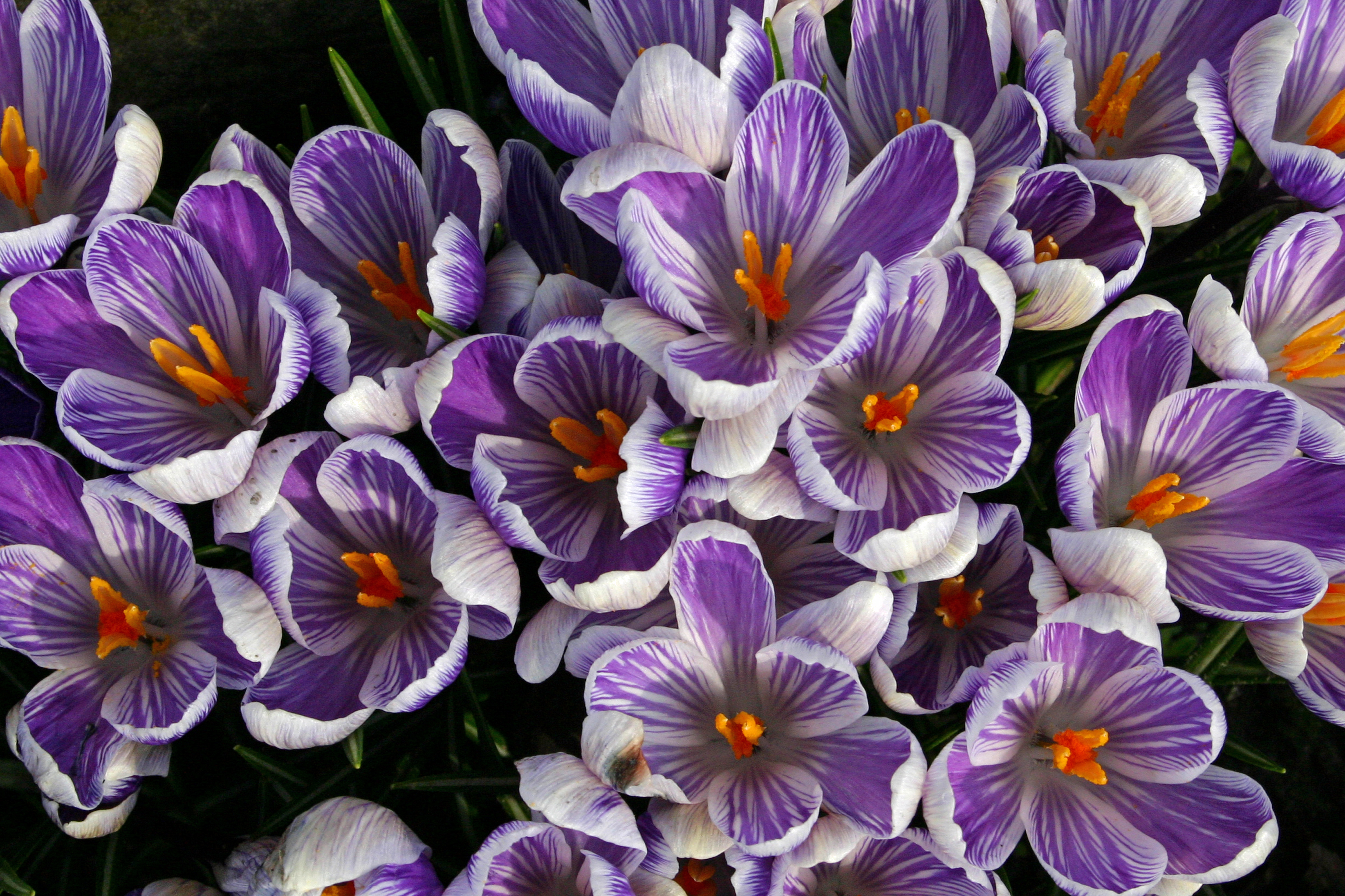 Crocus 1 UK