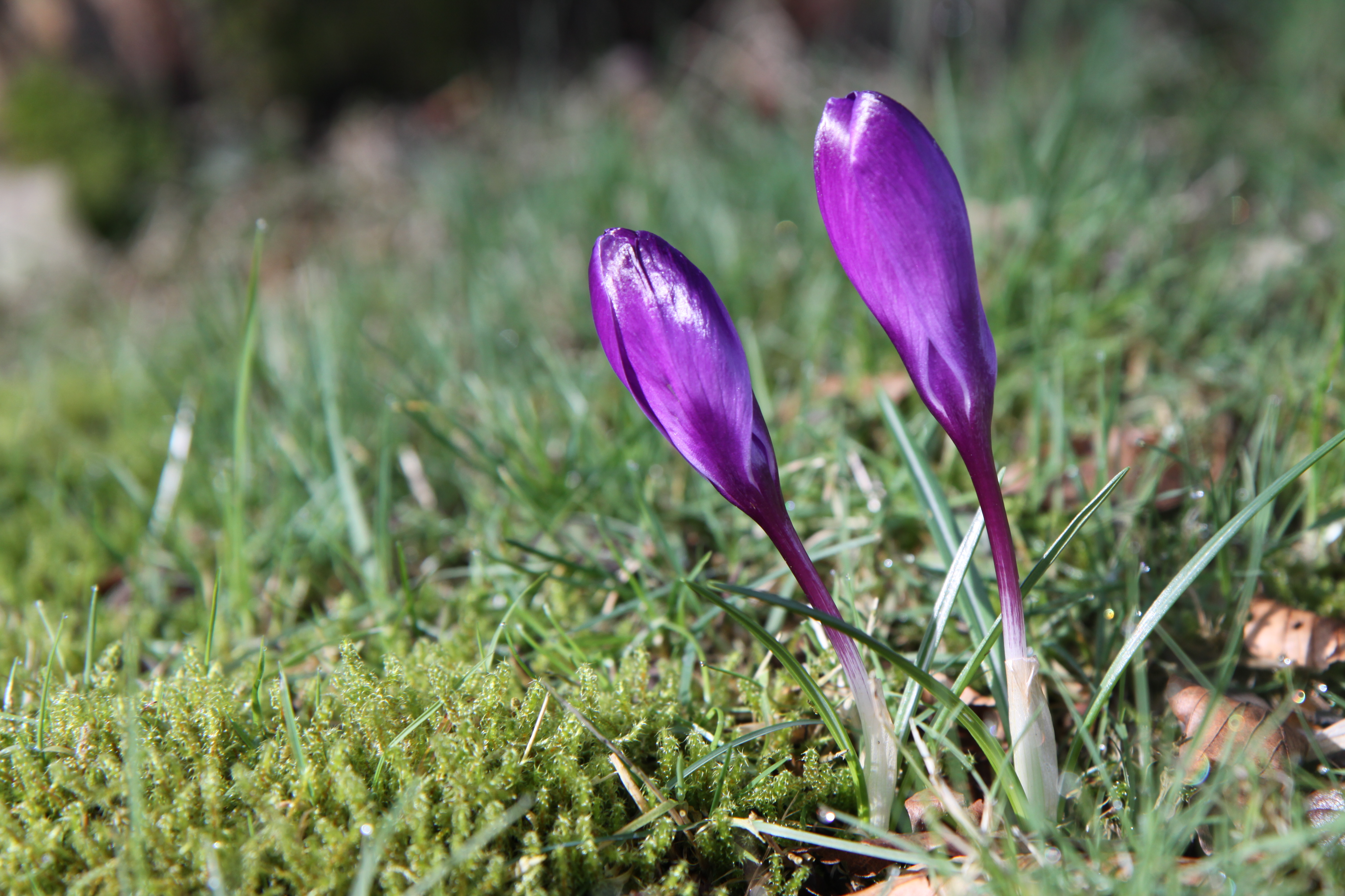 Crocus dans le jardin - 009