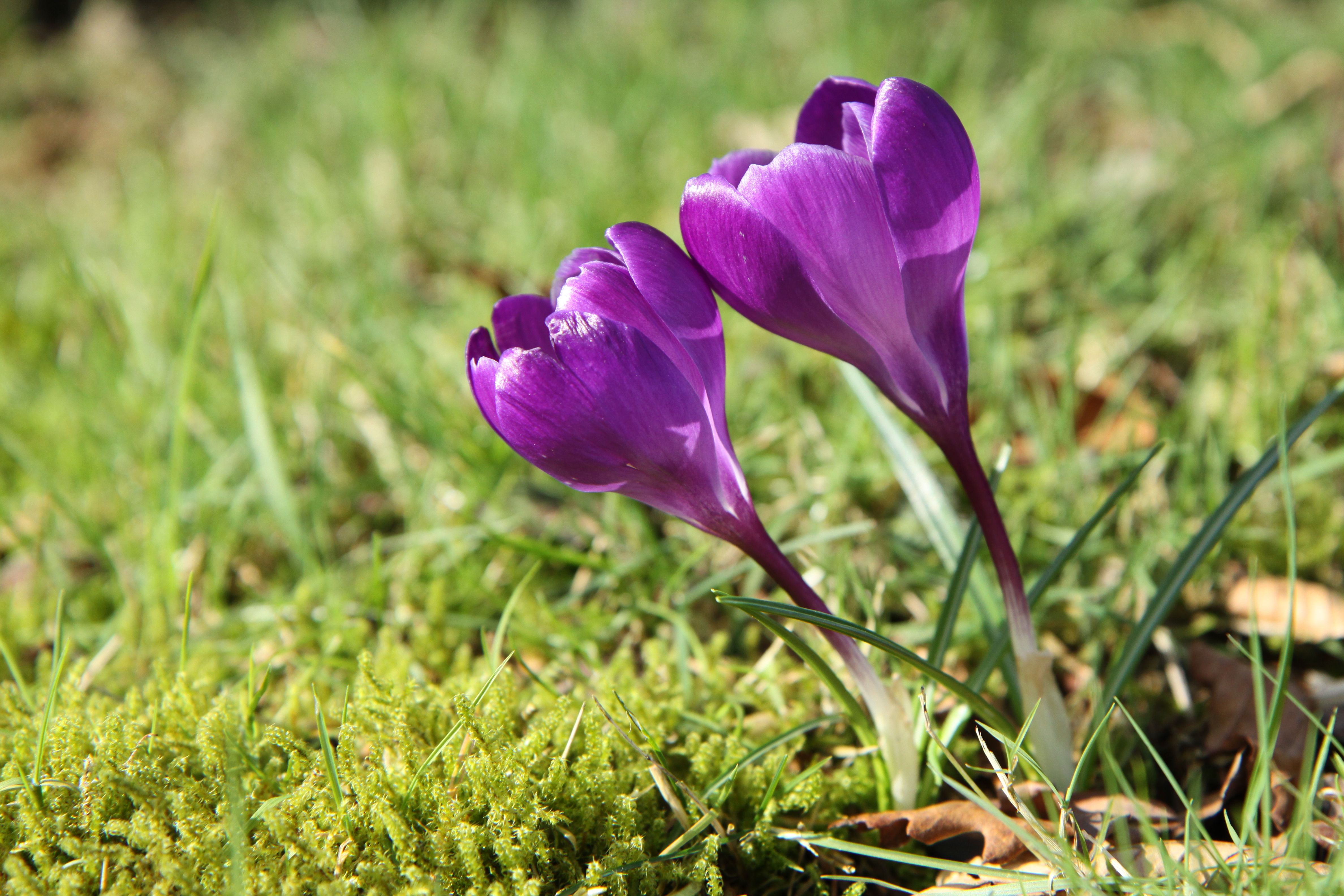 Crocus dans le jardin - 049