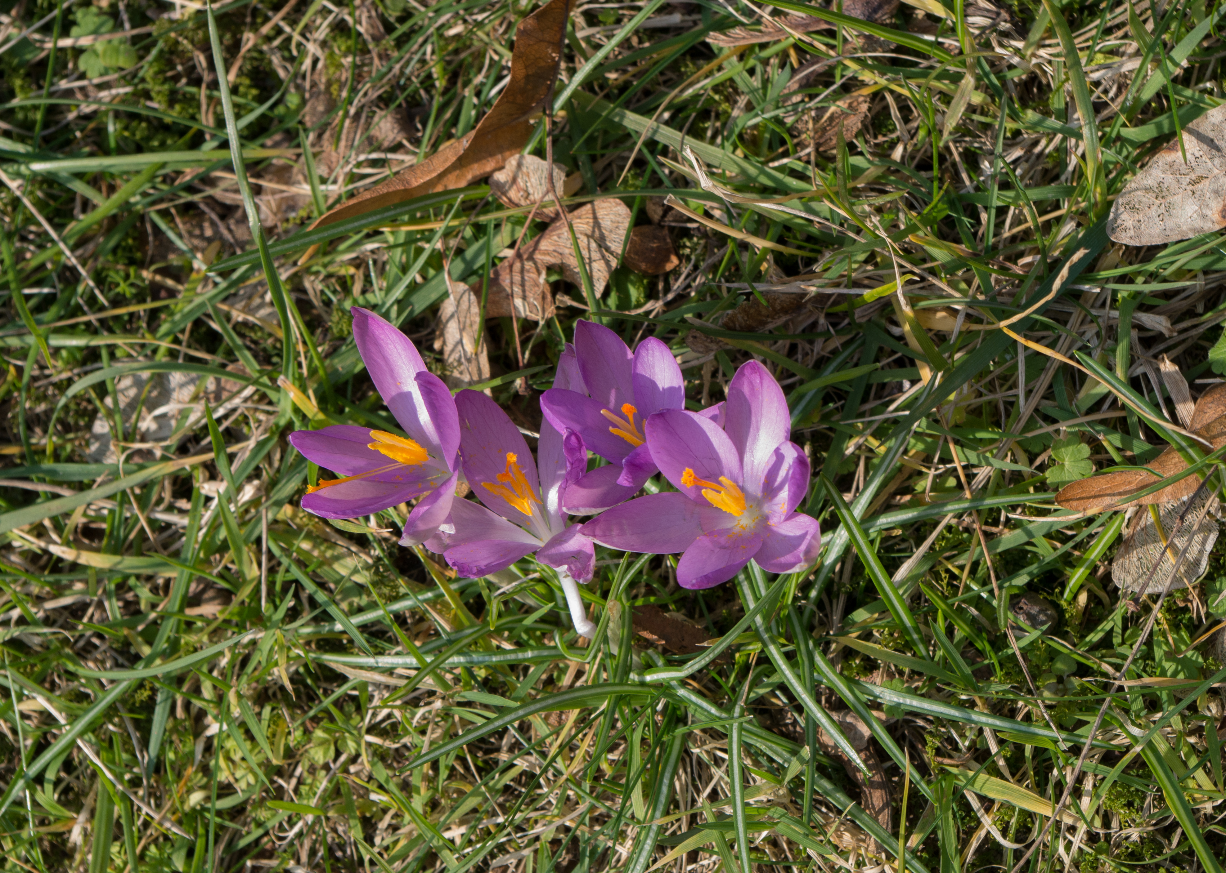 Crocus du Jardin des Plantes mi-février