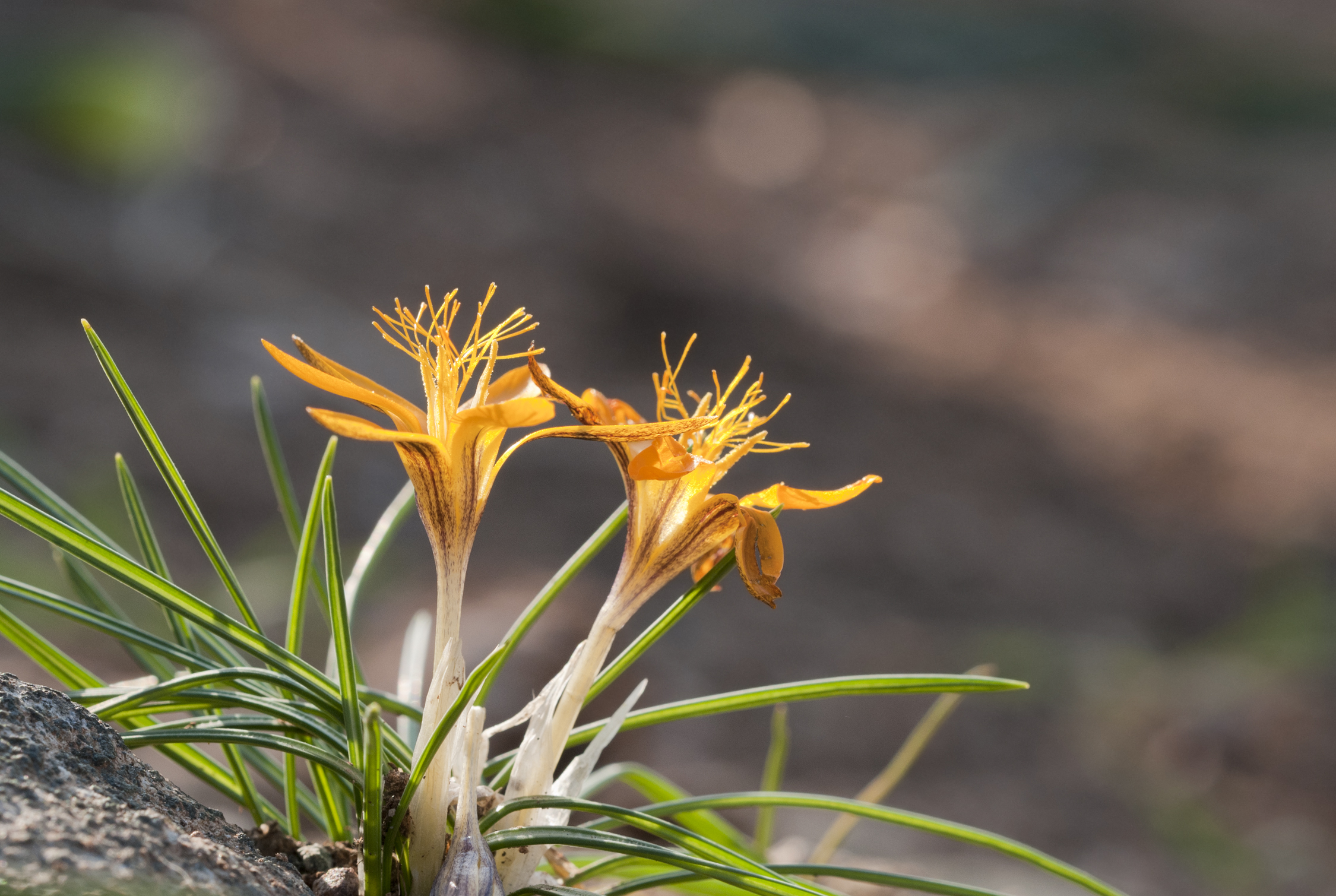 Crocus graveolens 3
