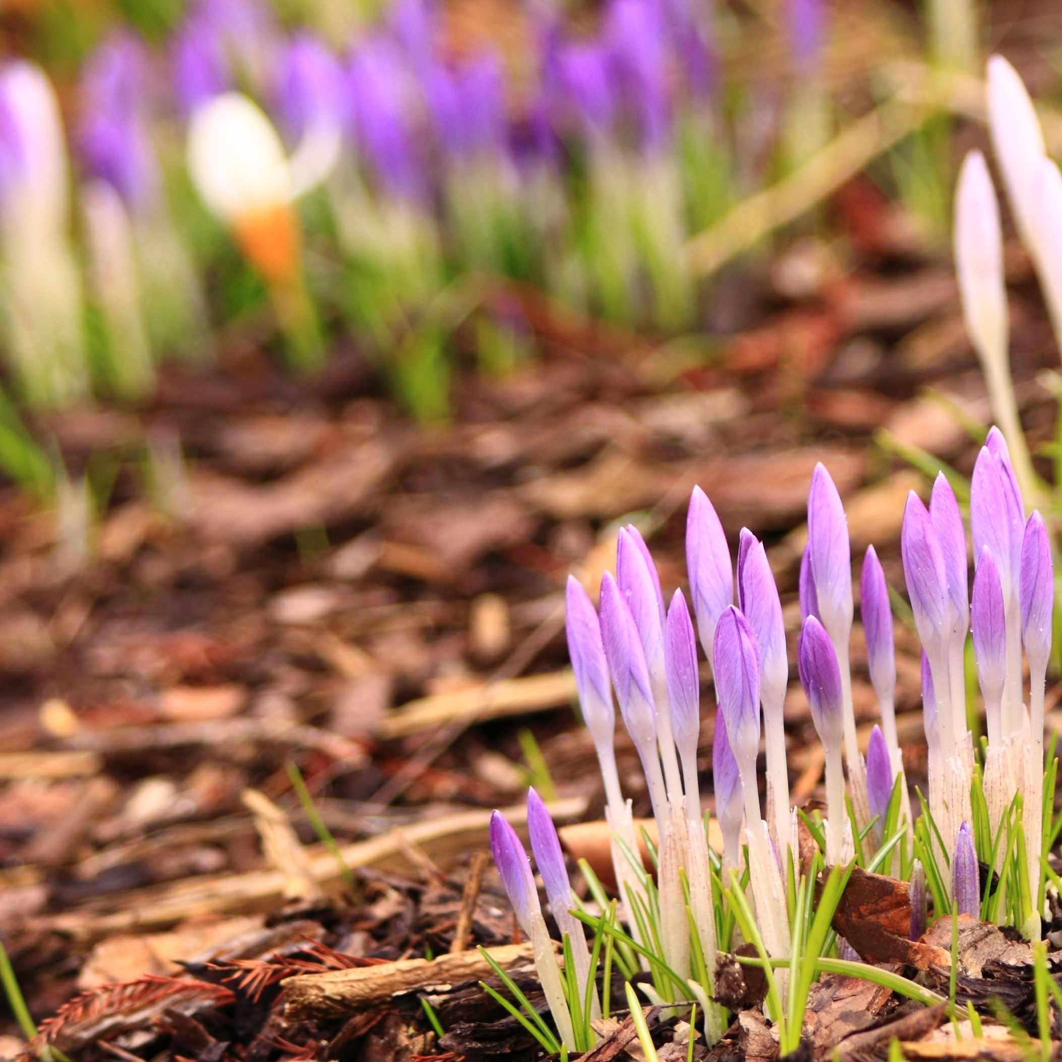 Crocus Springs (3345973039)