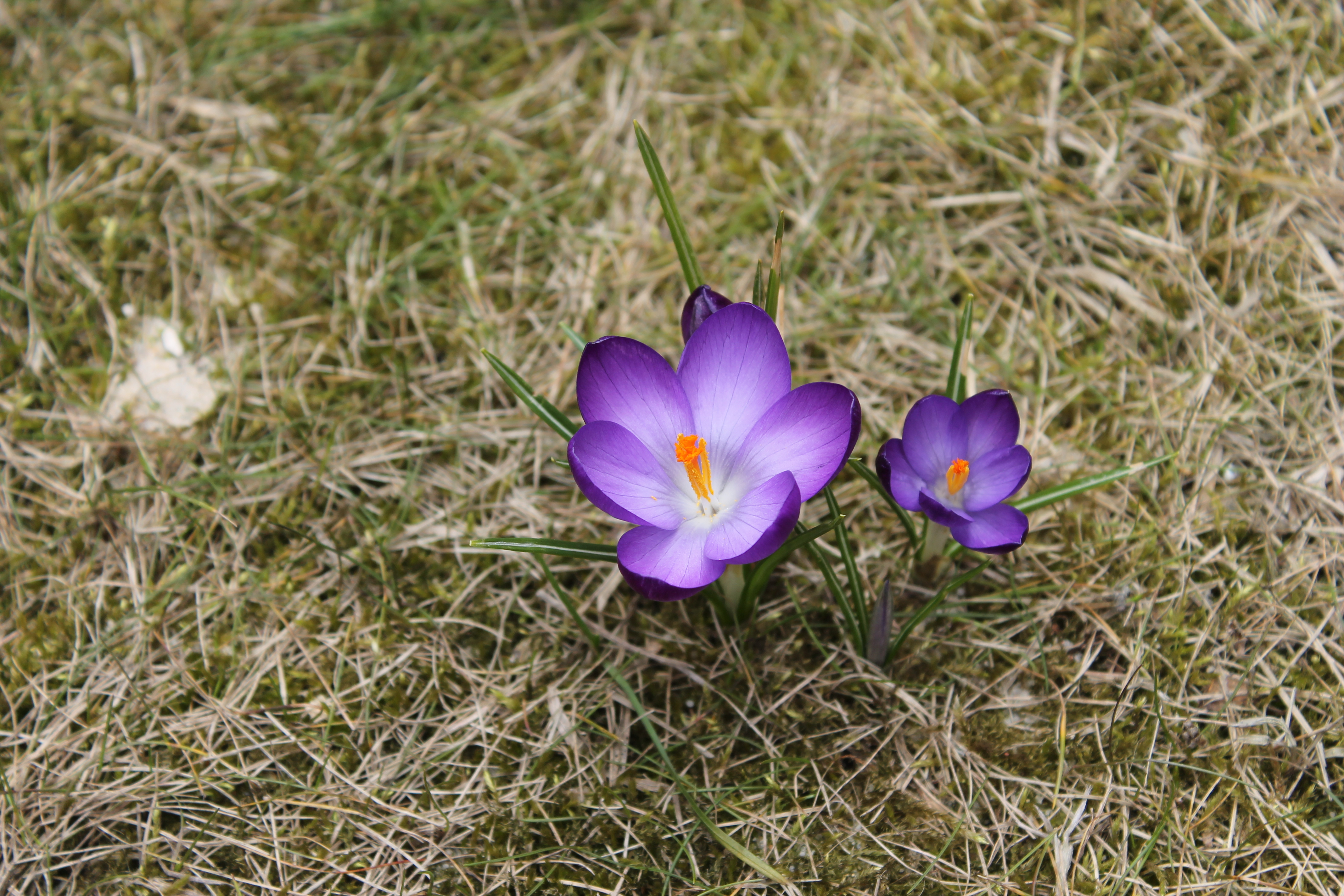 Crocus vernus Kraków