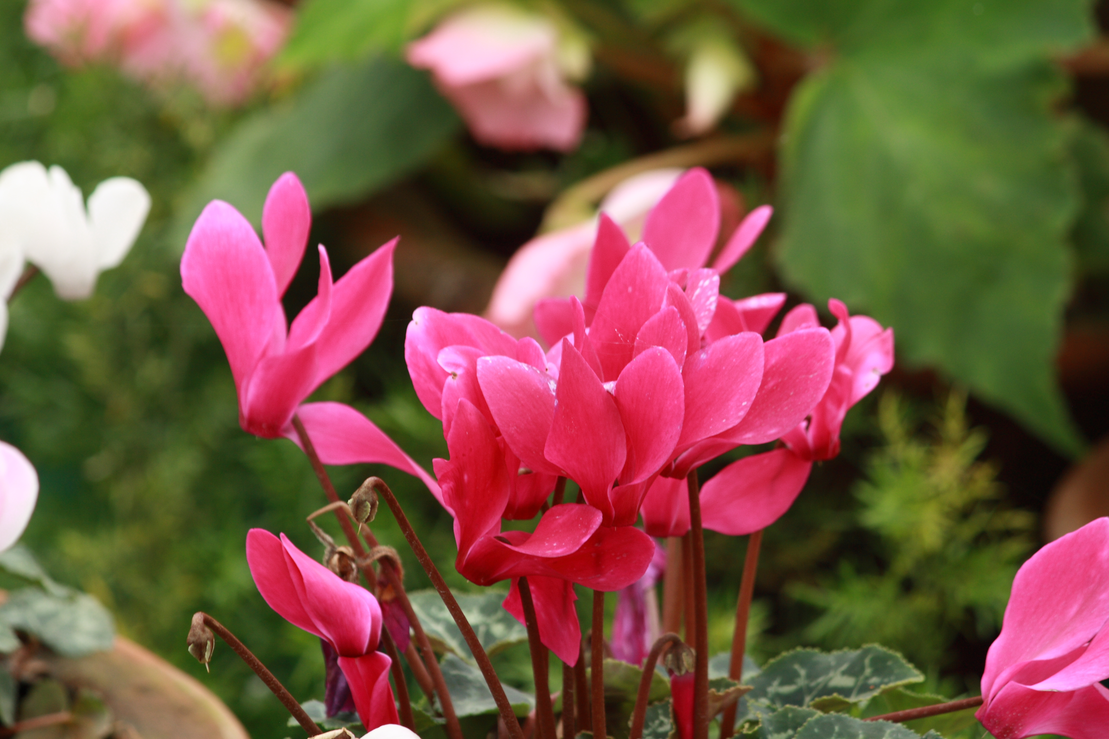 Cyclamen1