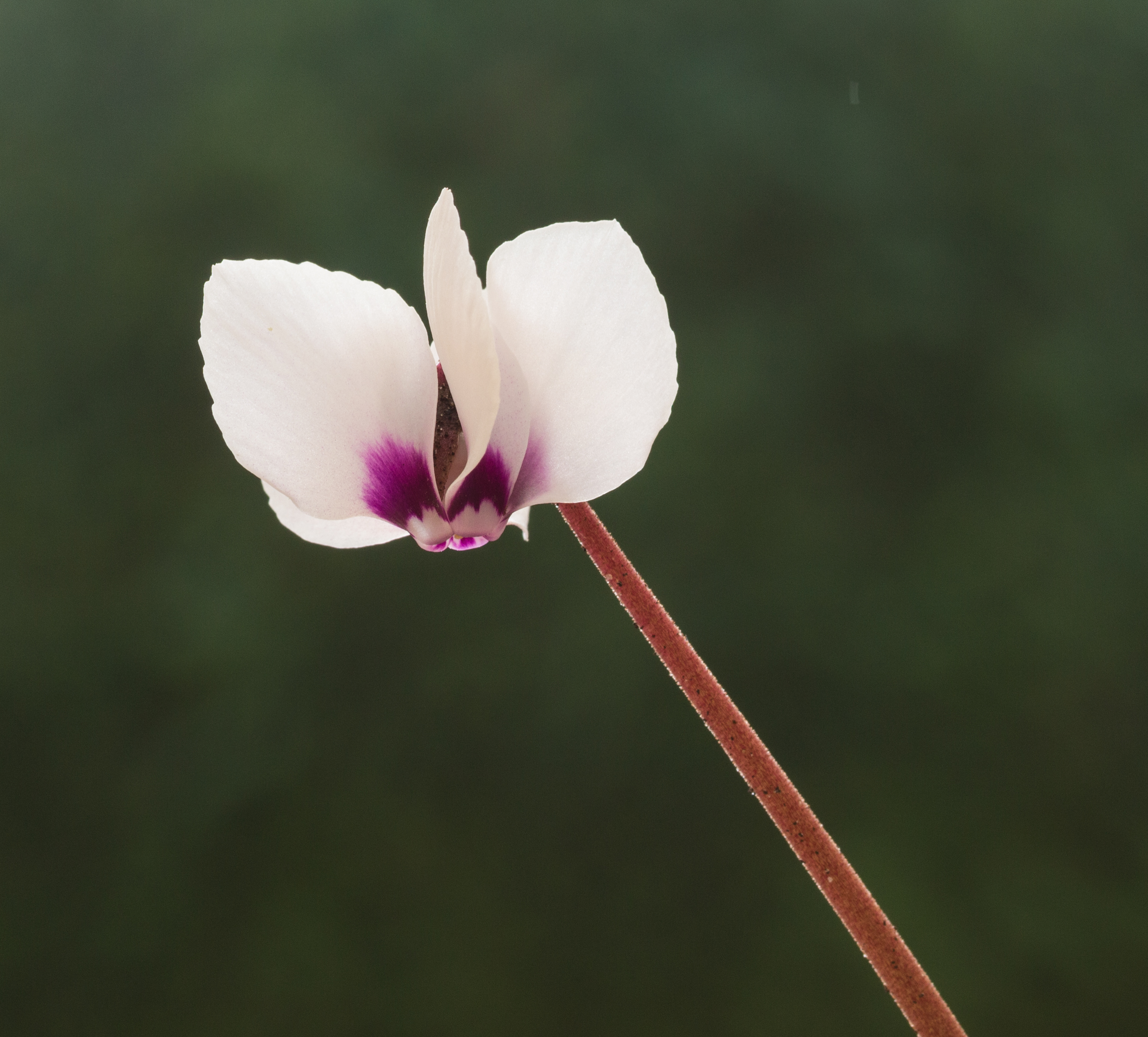 Cyclamen coum. Een witte zaailing. Locatie, Tuinreservaat Jonkervallei 03