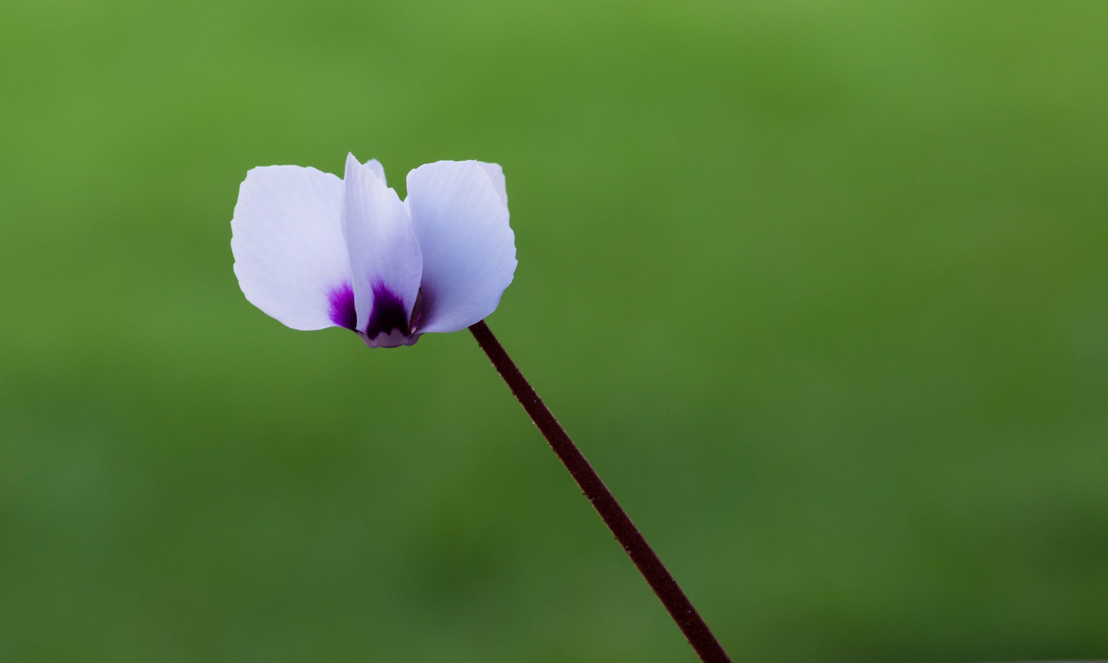 Cyclamen coum. Een witte zaailing. Locatie, Tuinreservaat Jonkervallei 04