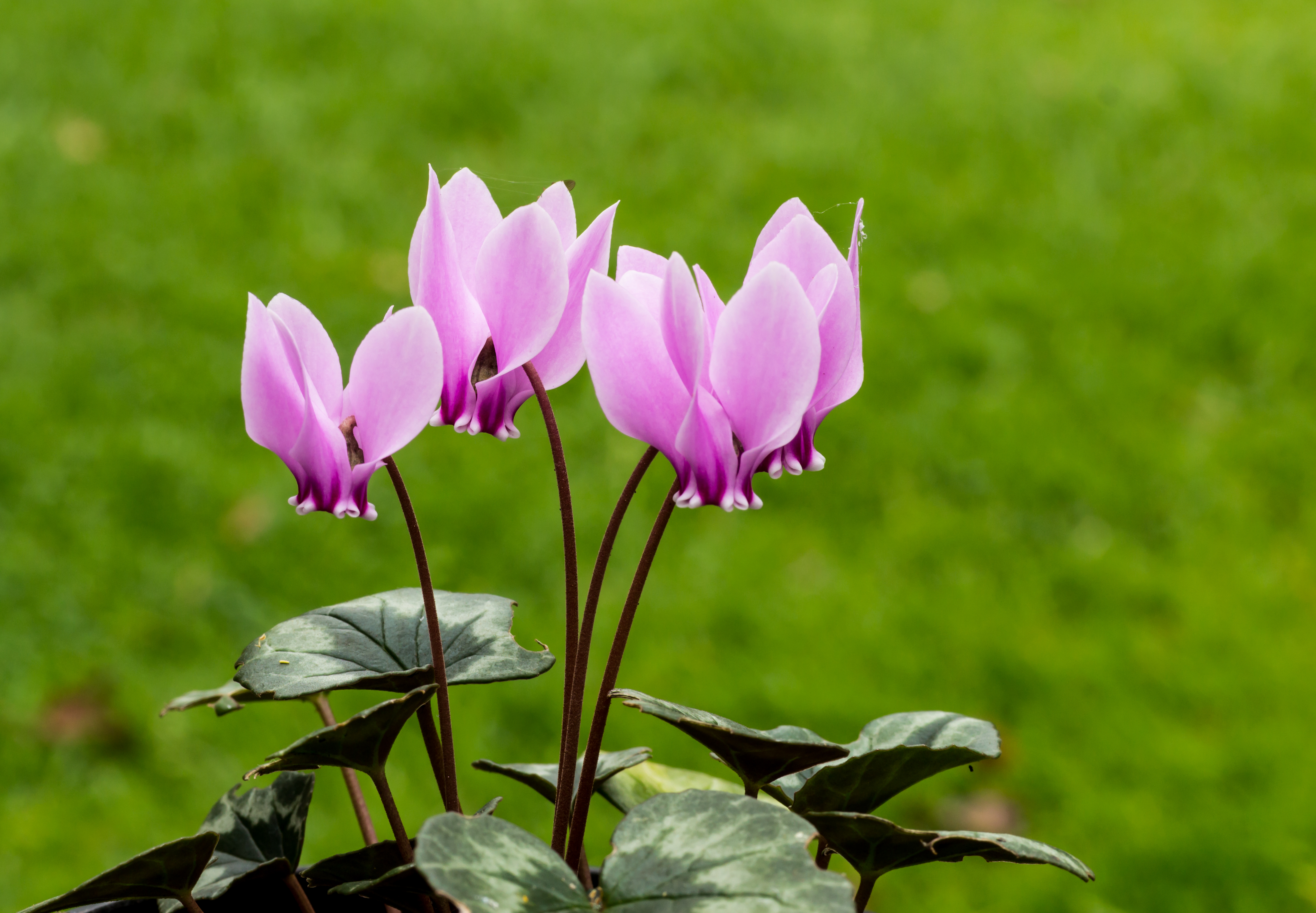 Cyclamen hederifolium. Locatie, Tuinreservaat Jonker vallei 02