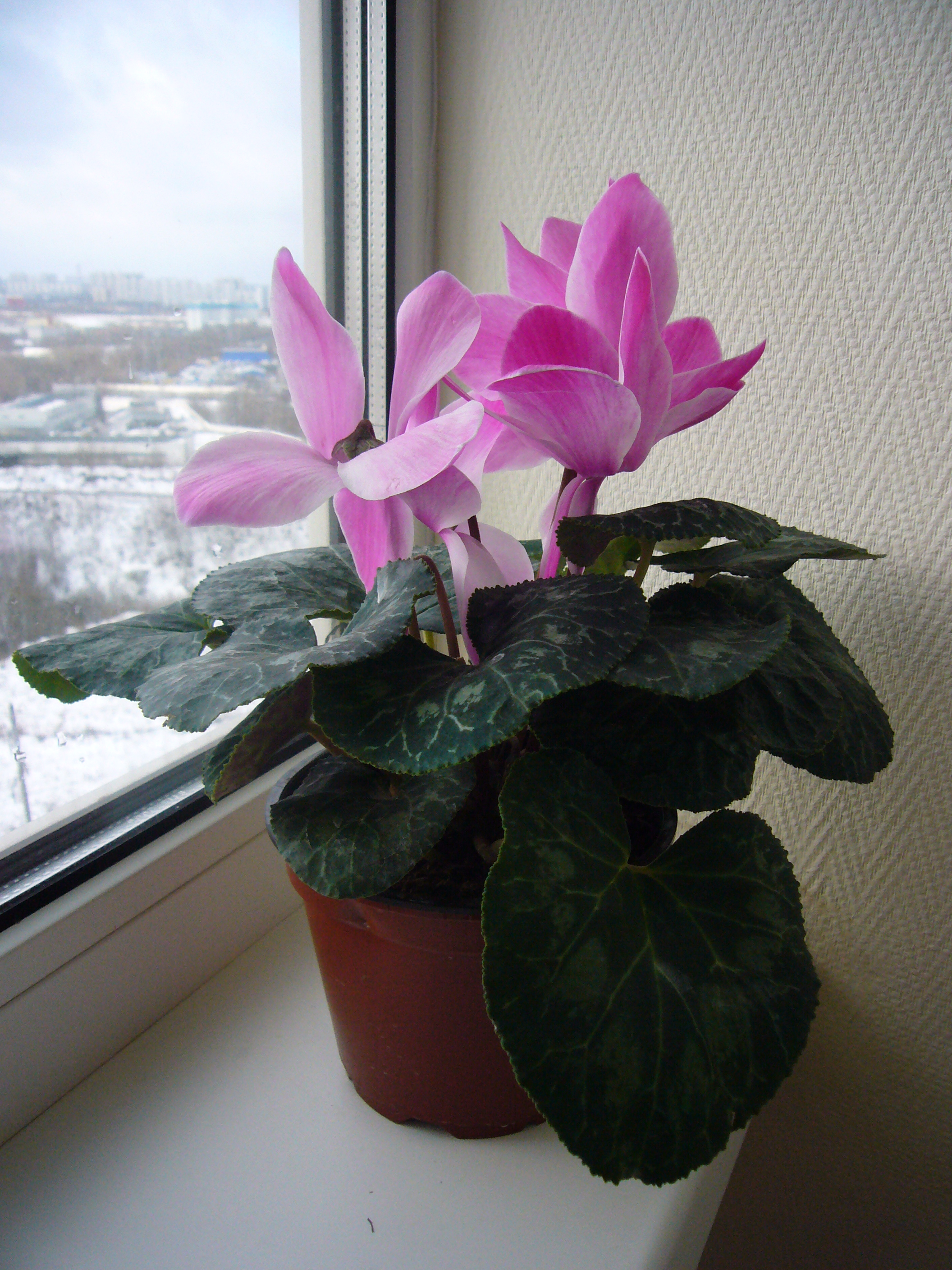 Cyclamen house-plant