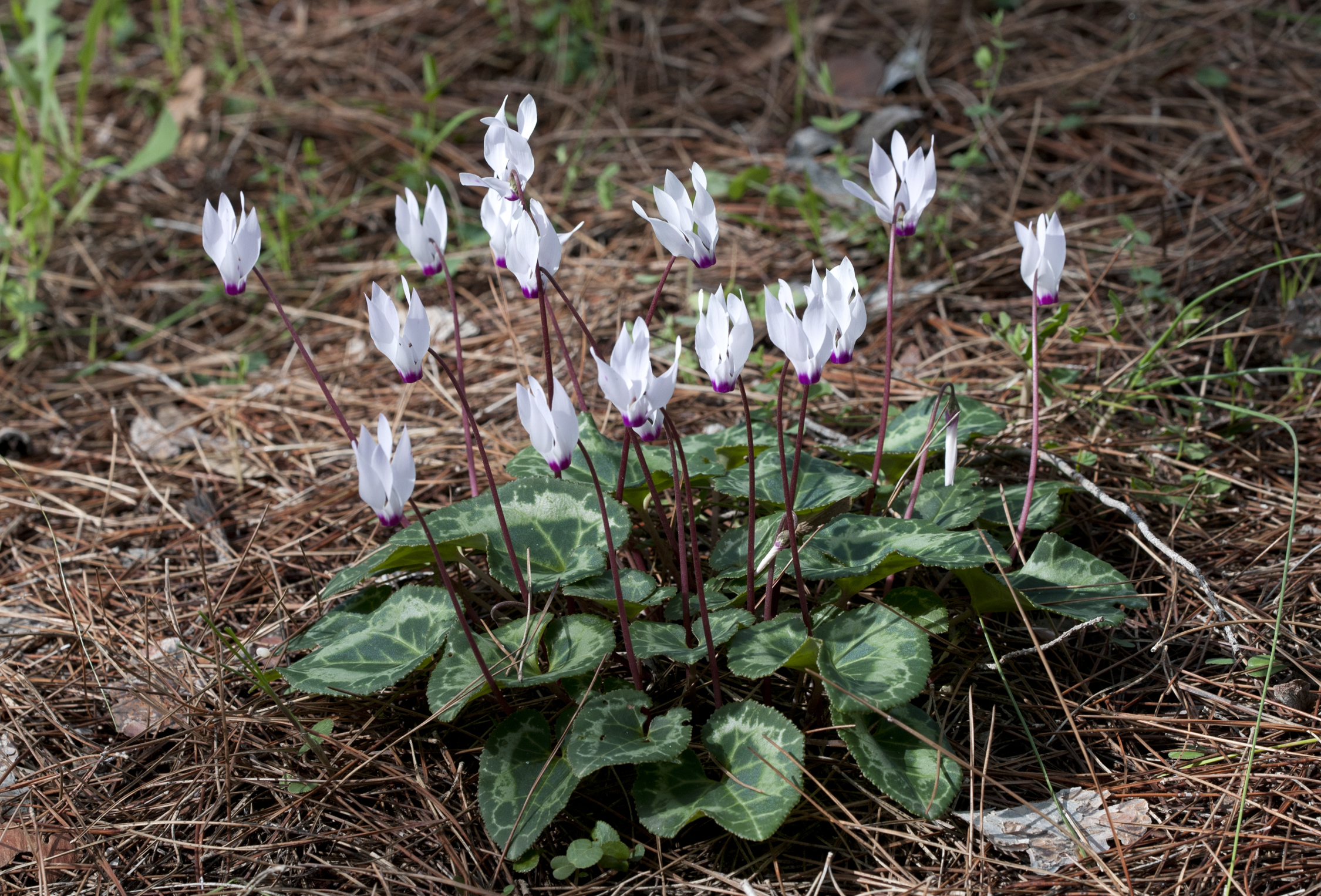 Cyclamen persicum 7