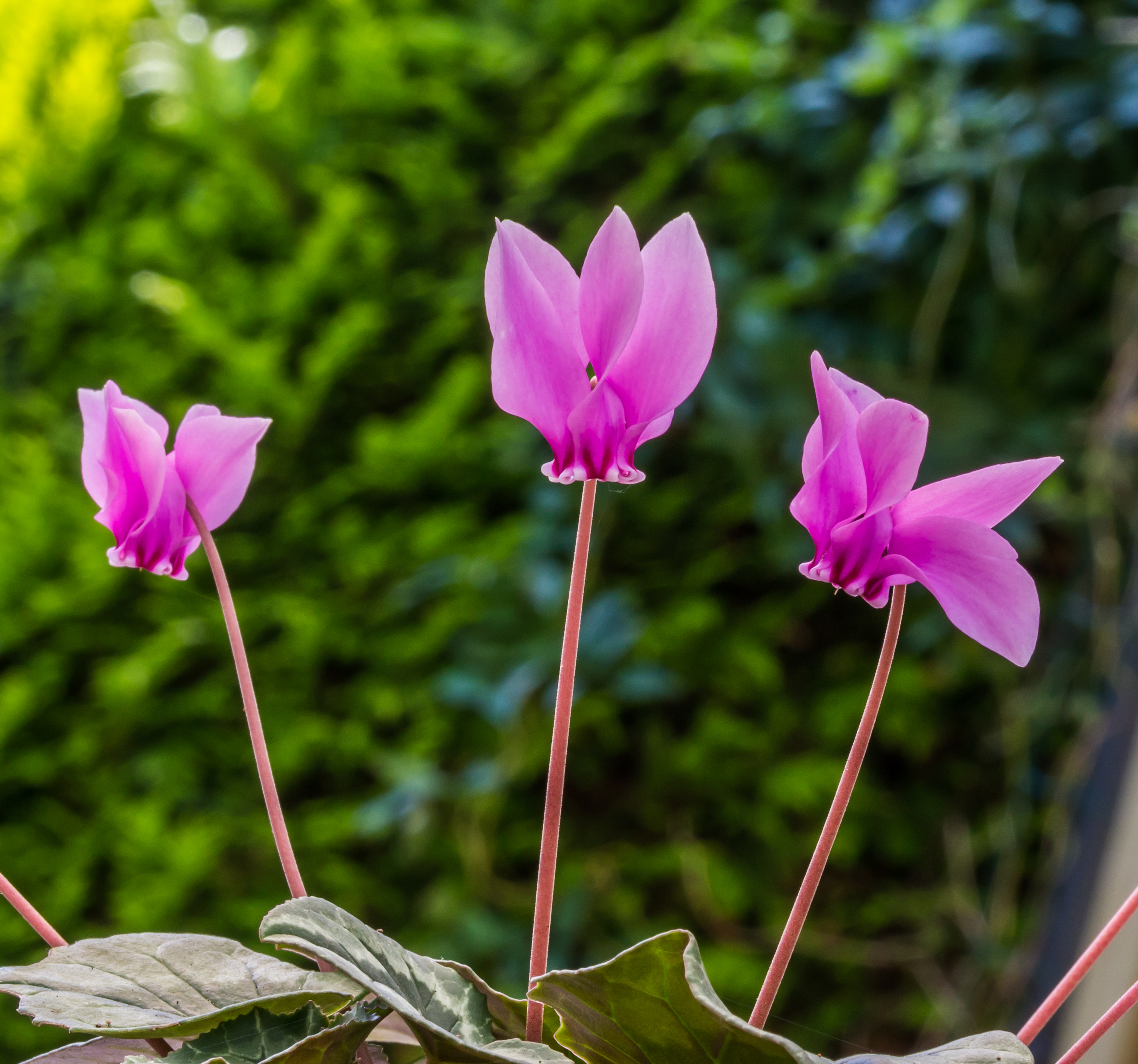 Cyclamen purpurascens 009