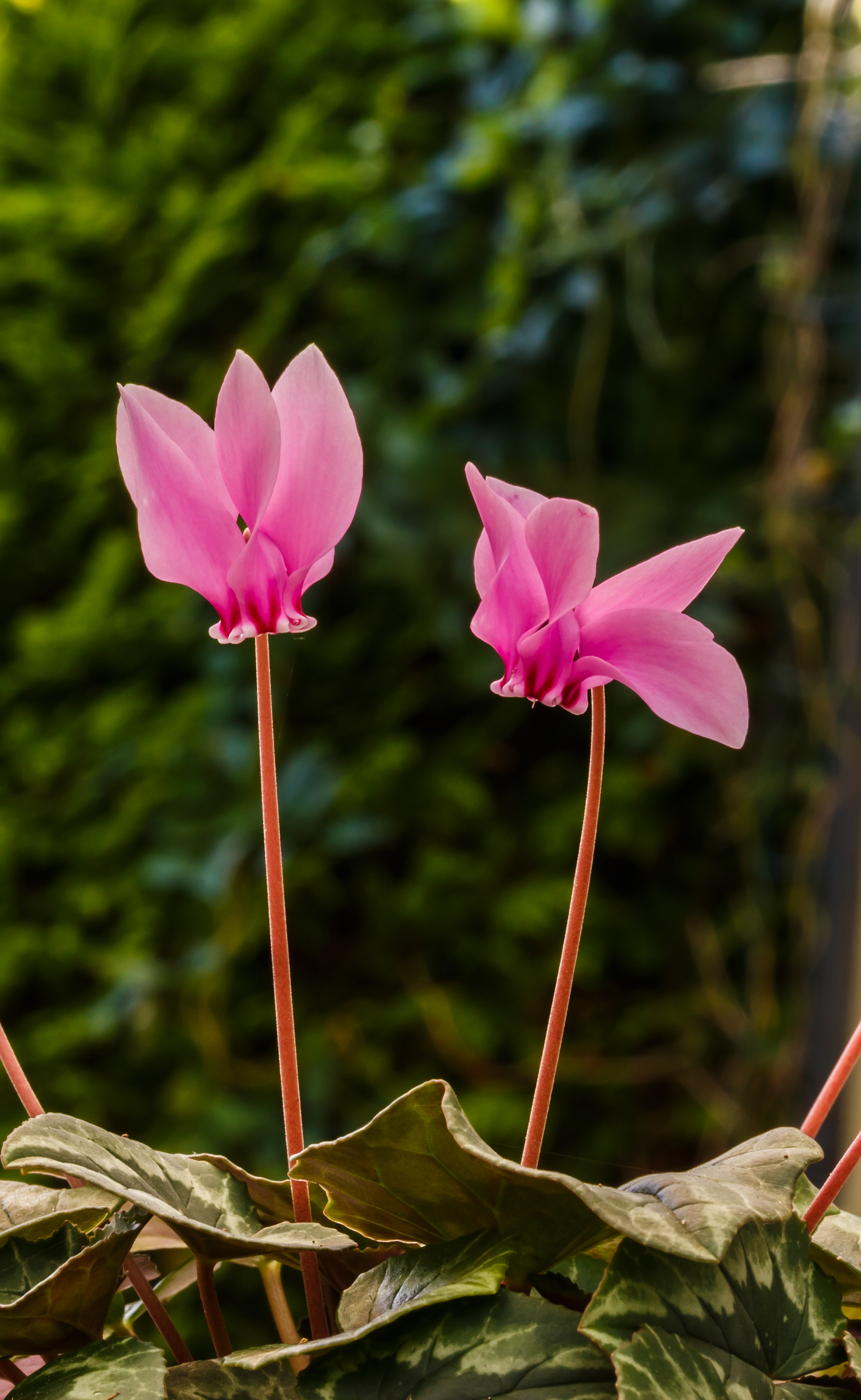Cyclamen purpurascens 010