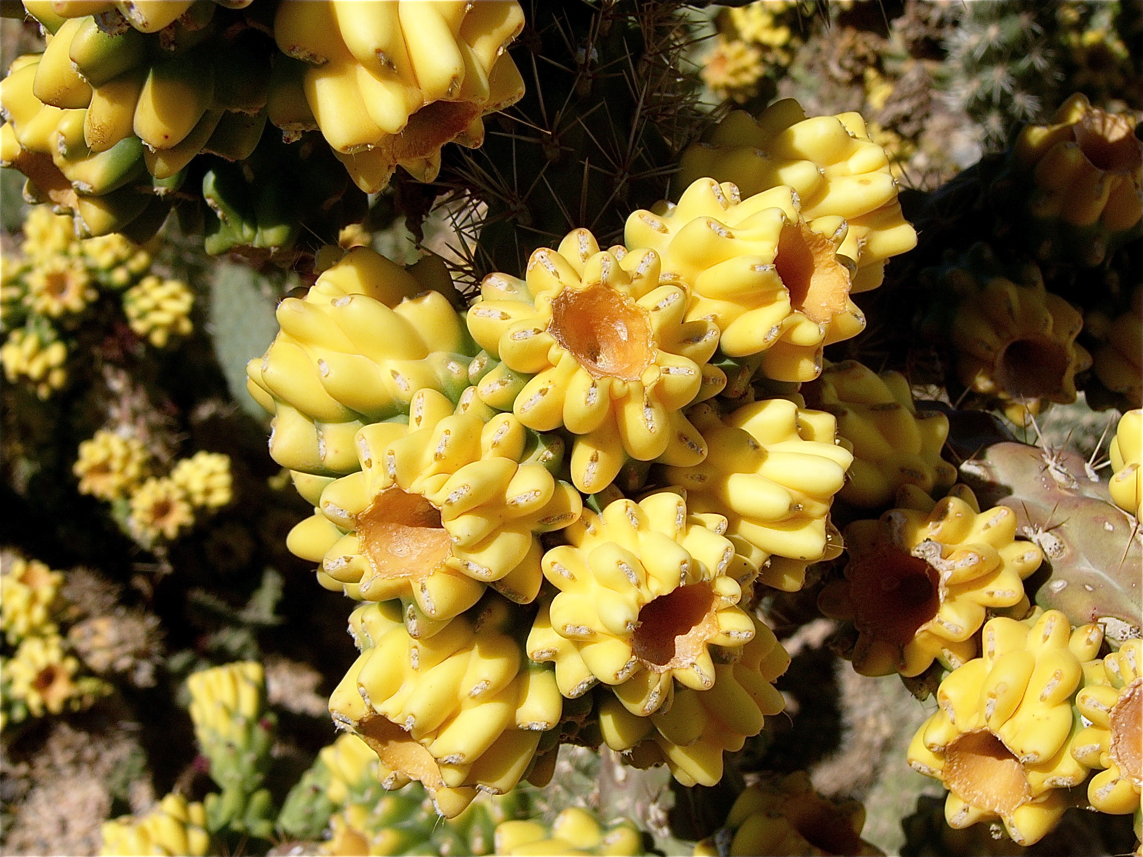 Cylindropuntia acanthocarpa