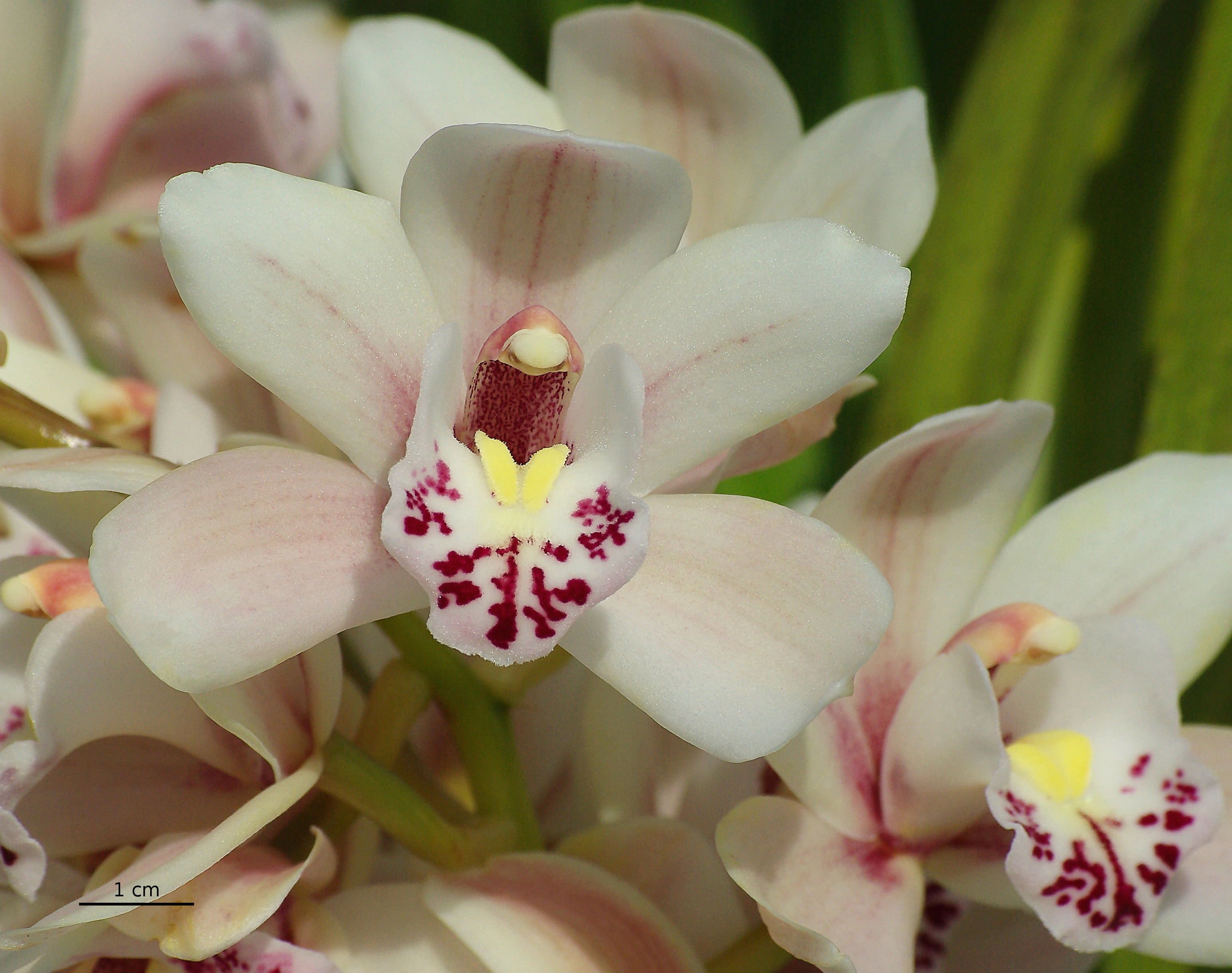 Cymbidium fleur FR 2013