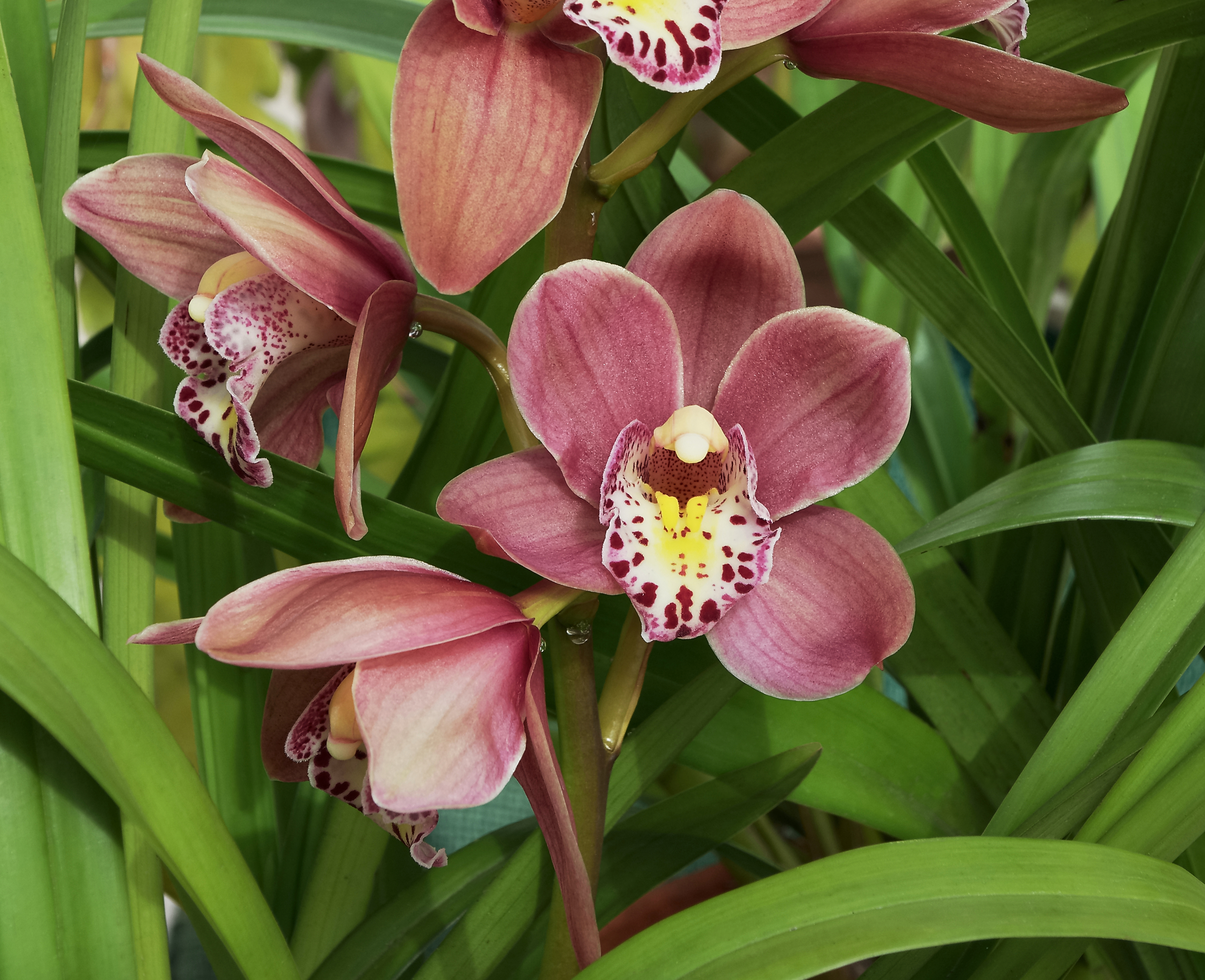 Cymbidium rose FR 2013