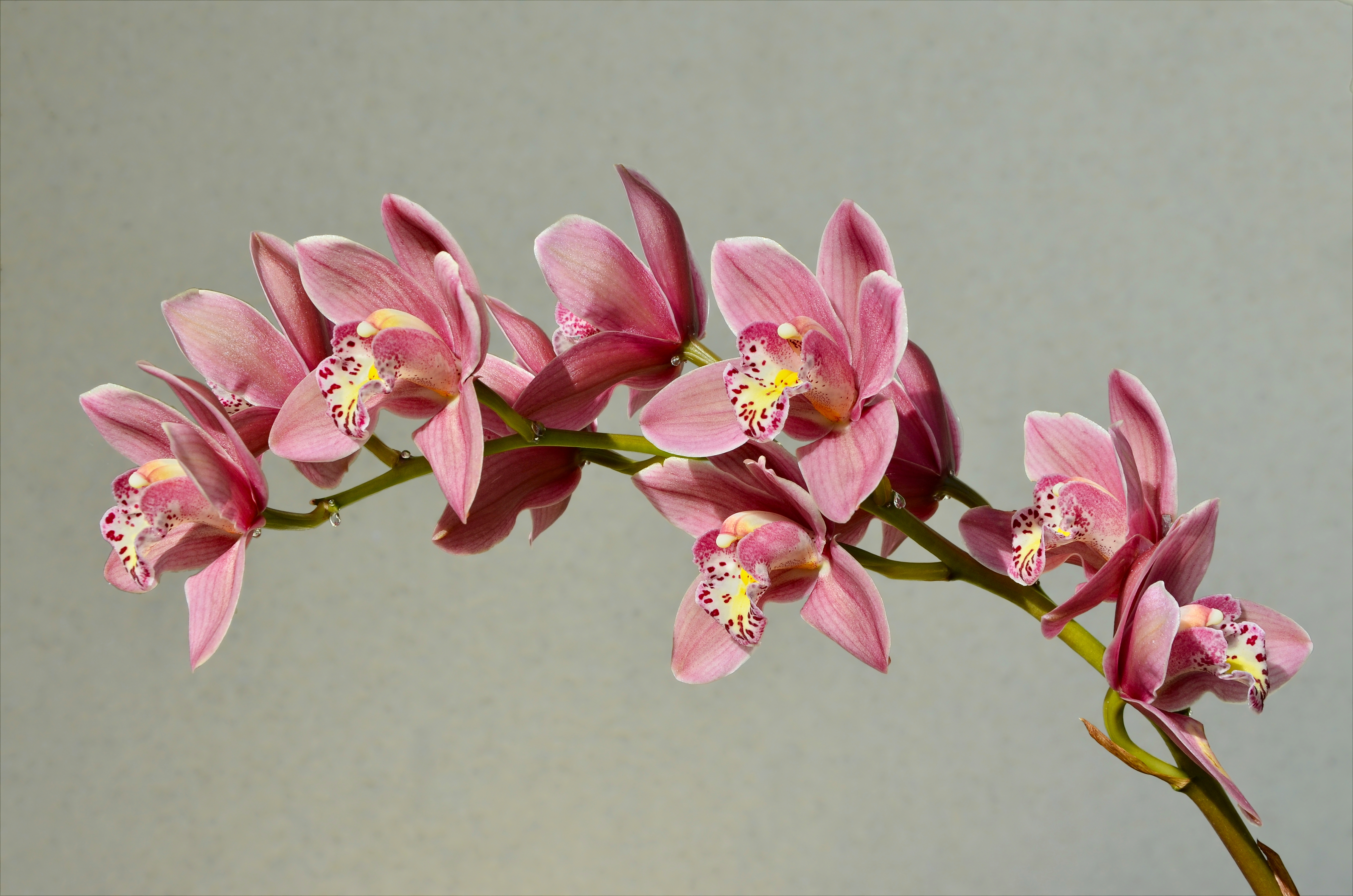 Cymbidium rose inflorescence FR 2014