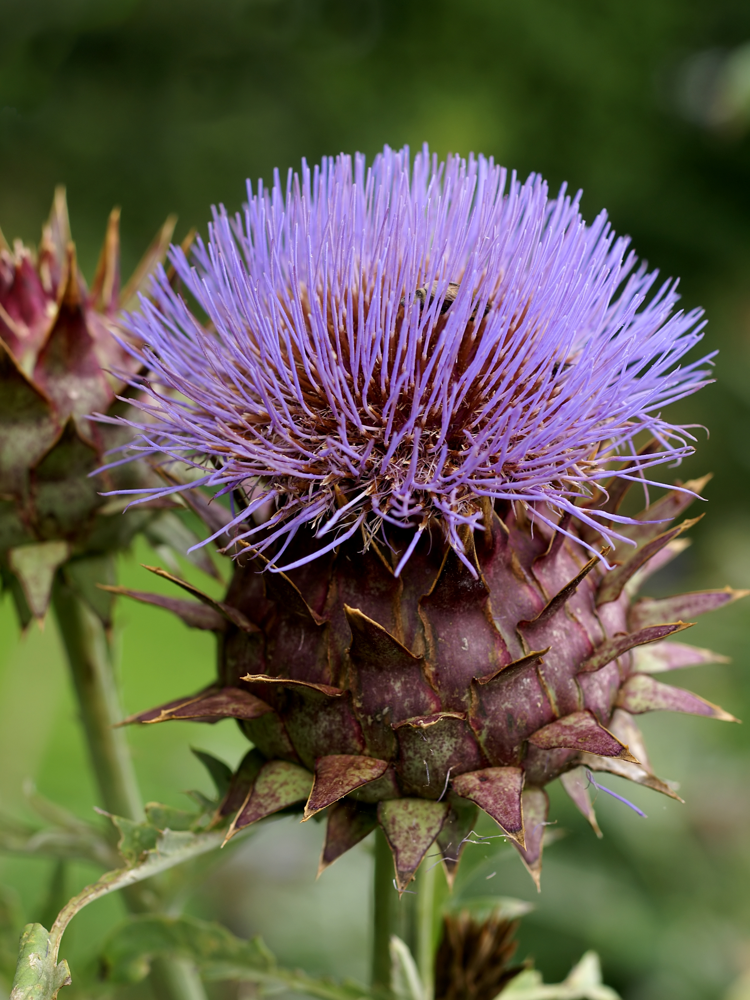 Cynara cardunculus (Kalmthout)