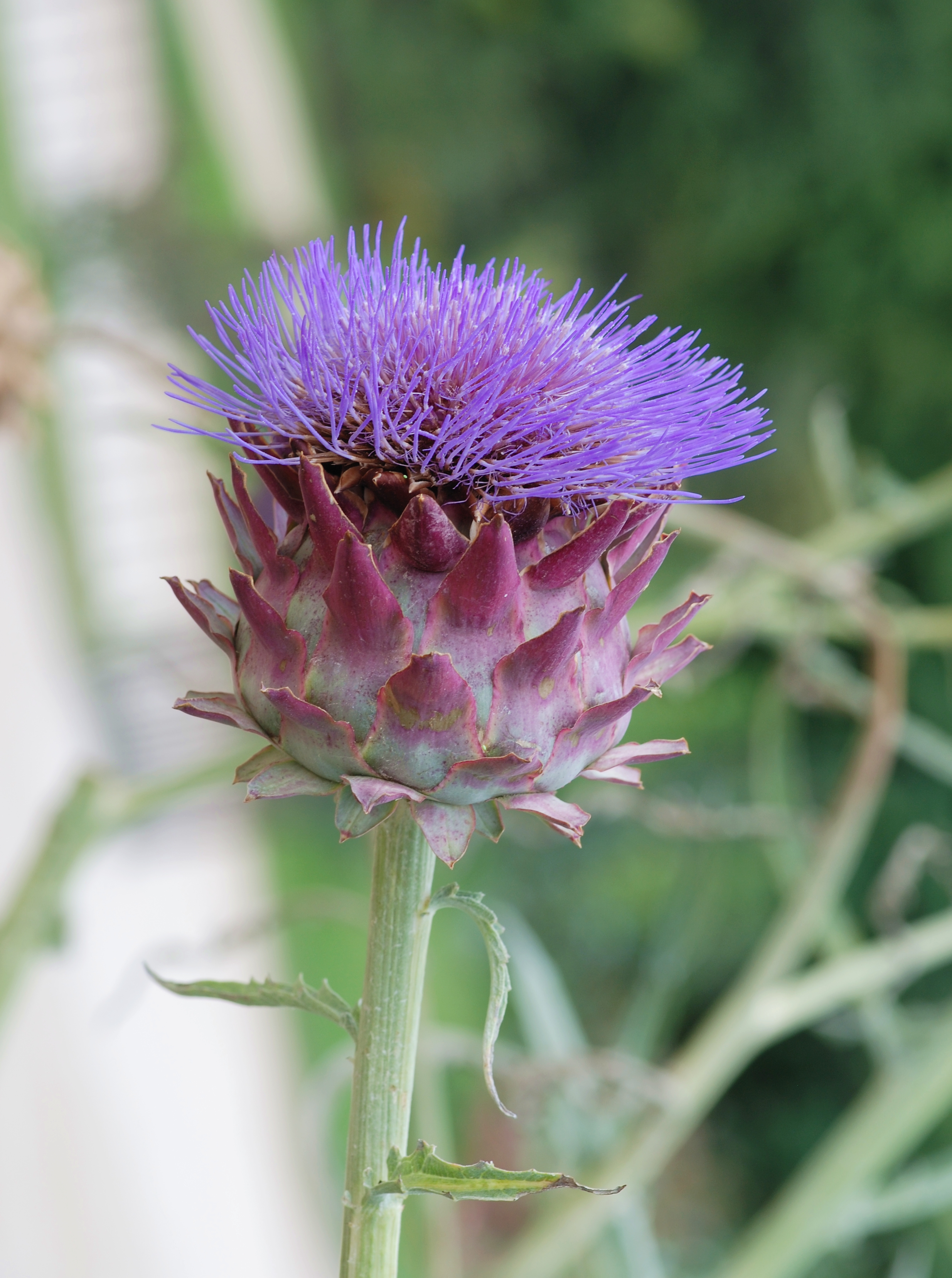 Cynara July 2011-1