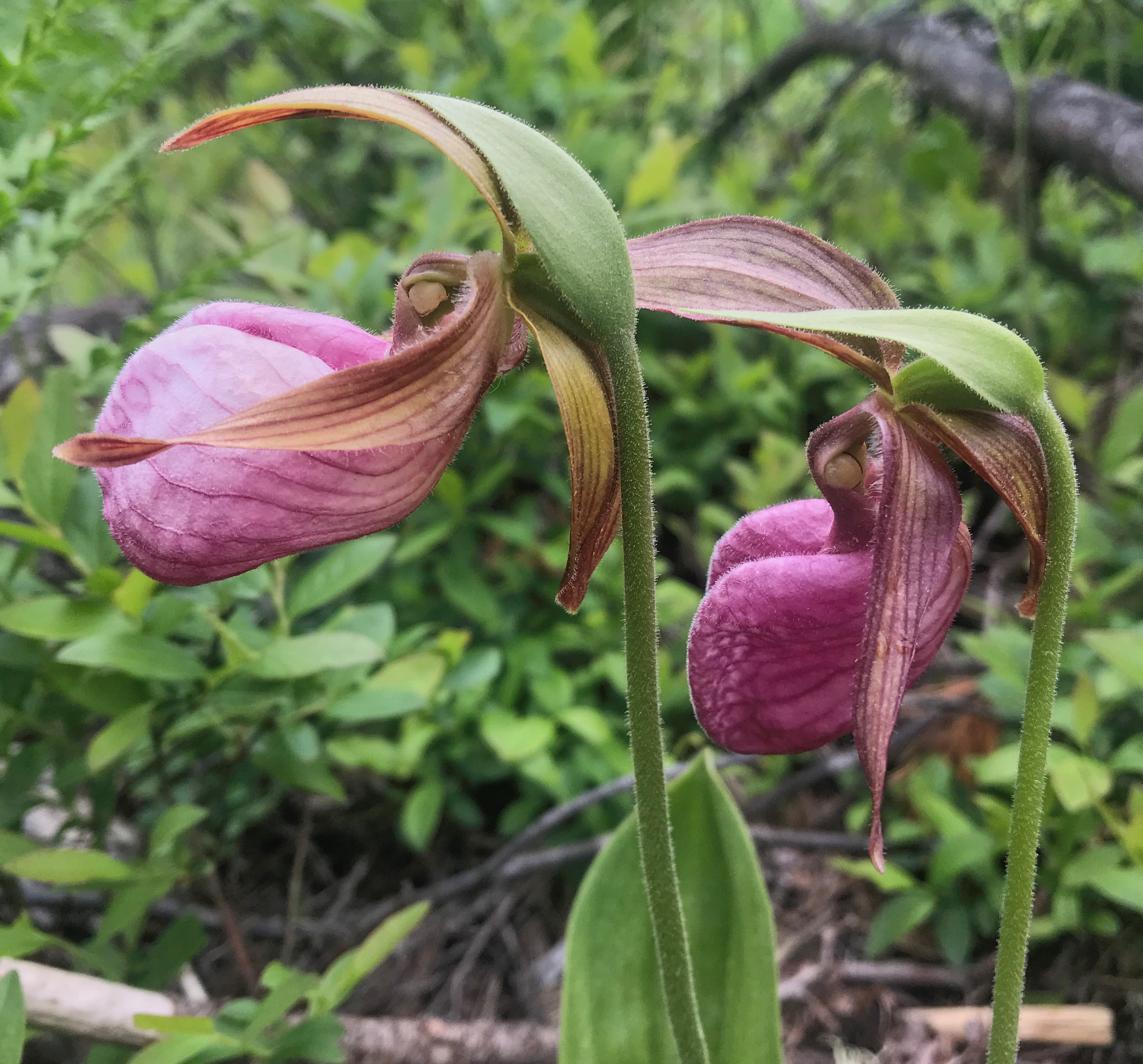 Cypripedium acaule - Henvey Inlet