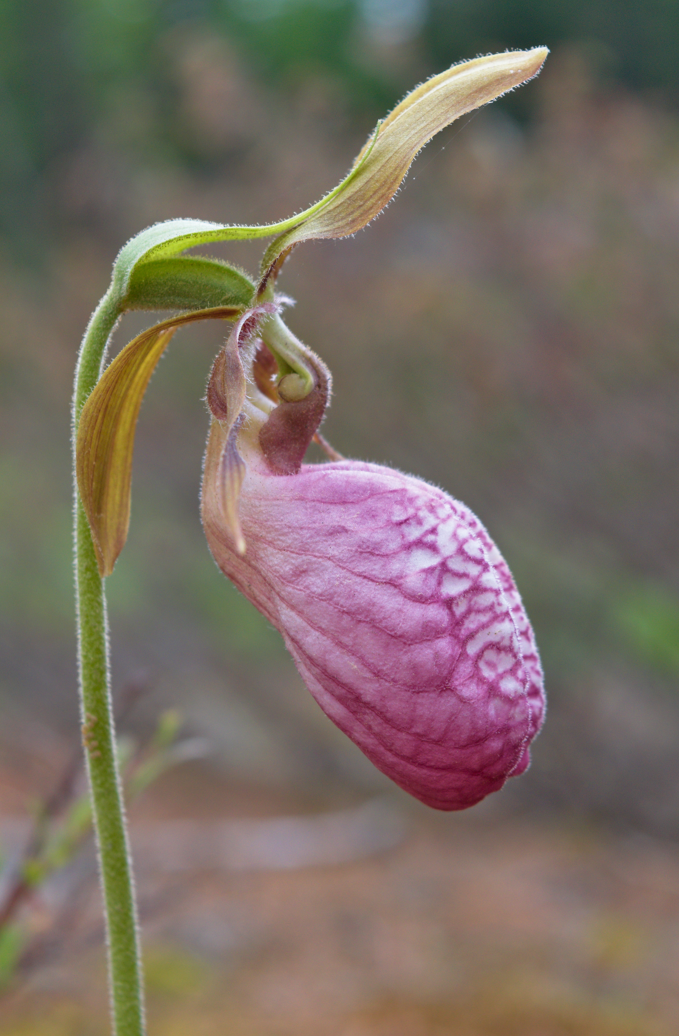 Cypripedium acaule - Henvey Inlet1