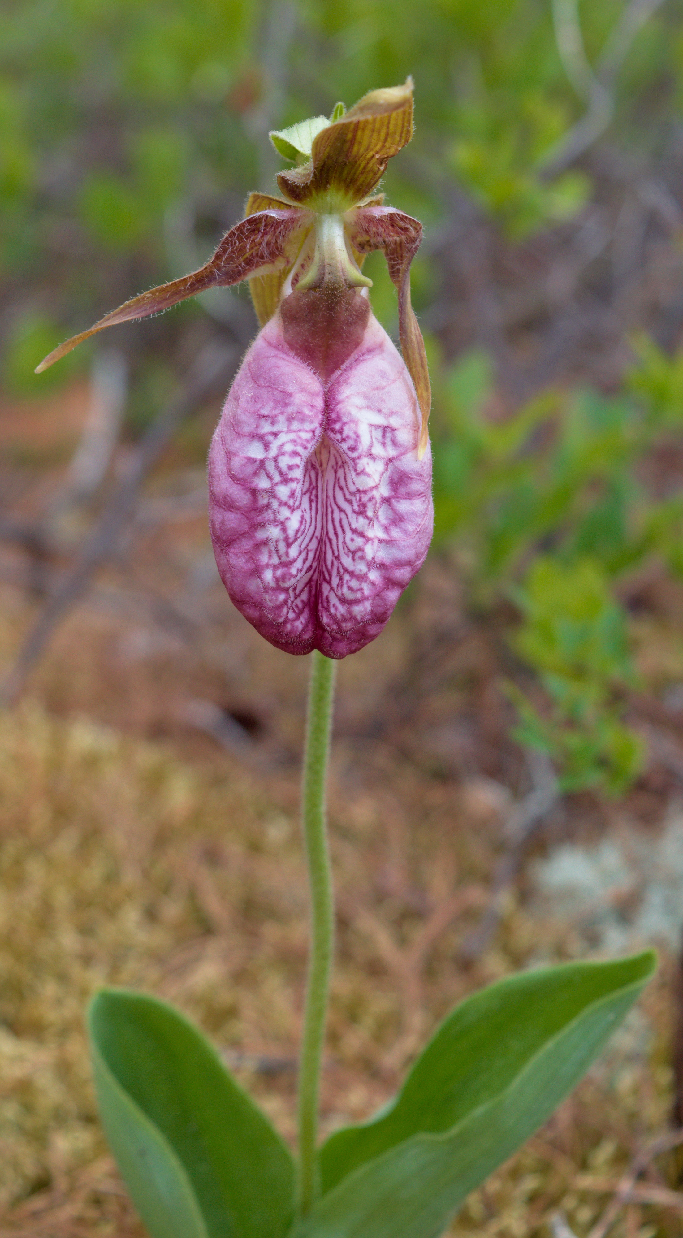 Cypripedium acaule - Henvey Inlet2