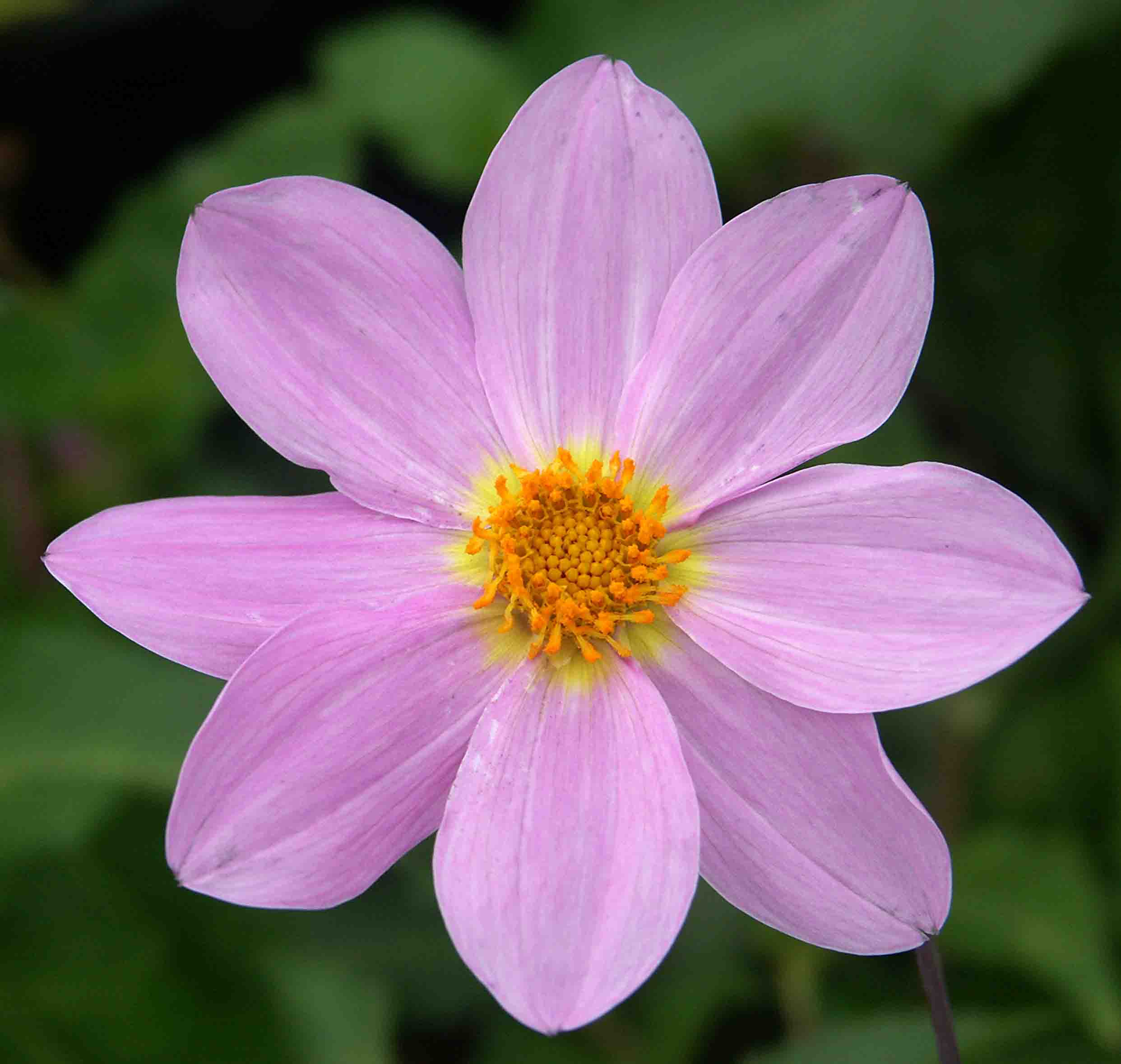 D. SORENSENII1
