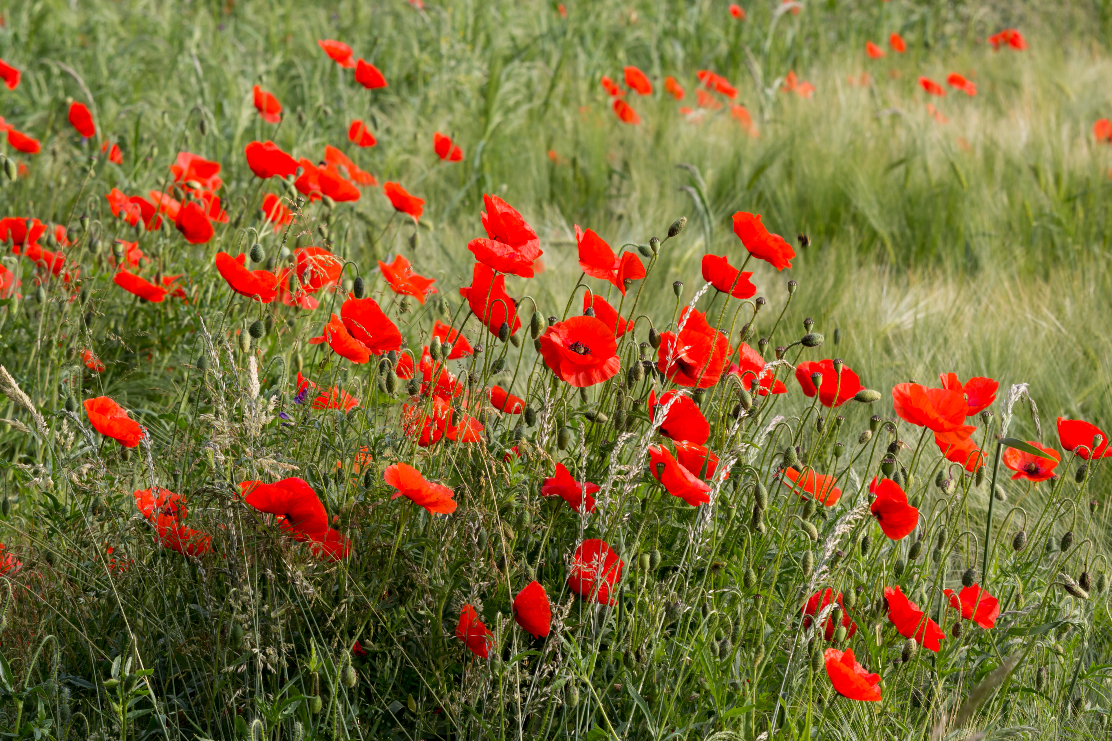 Dülmen, Mohn im Feld -- 2015 -- 6633