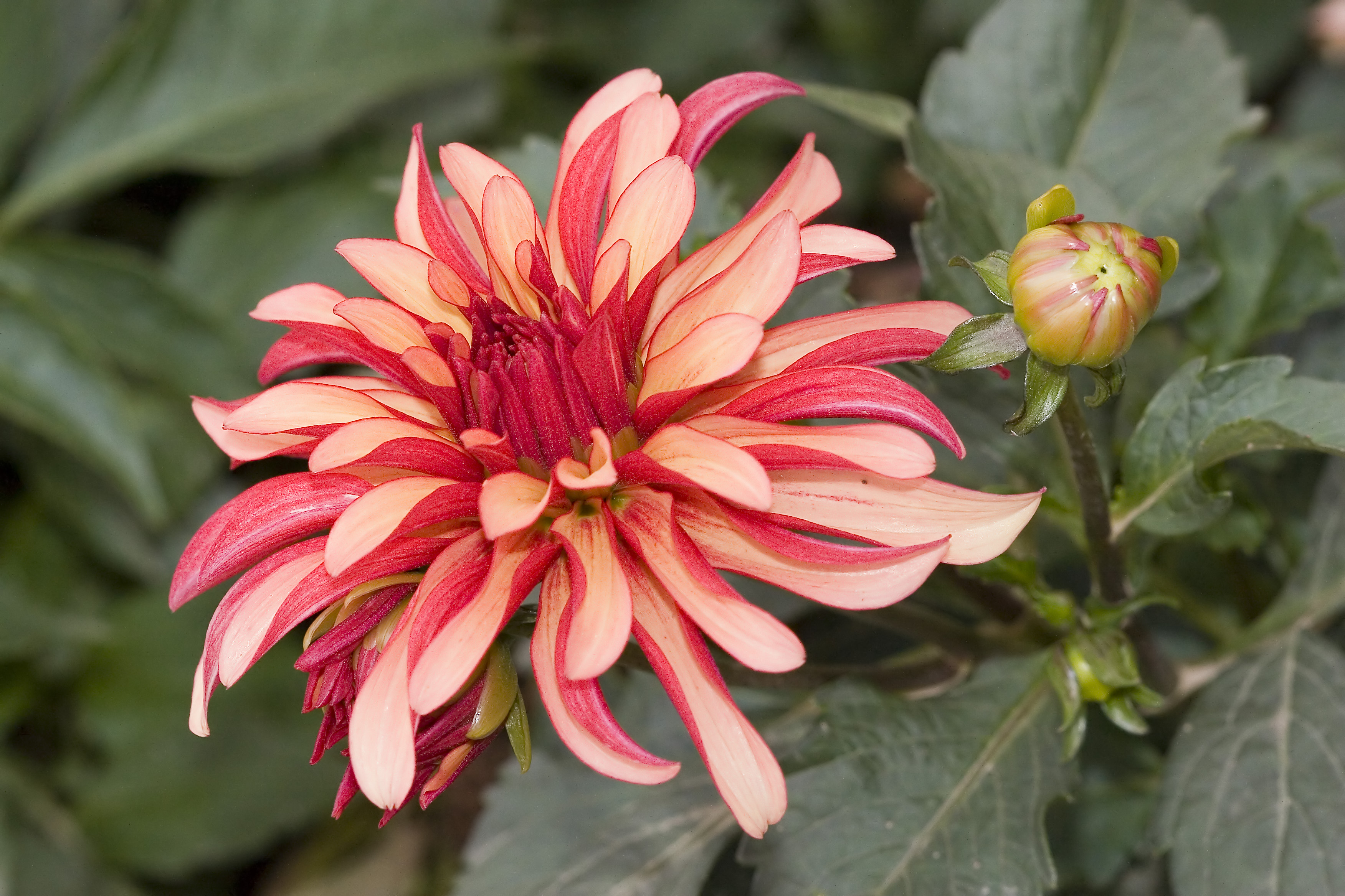 Dahlia.